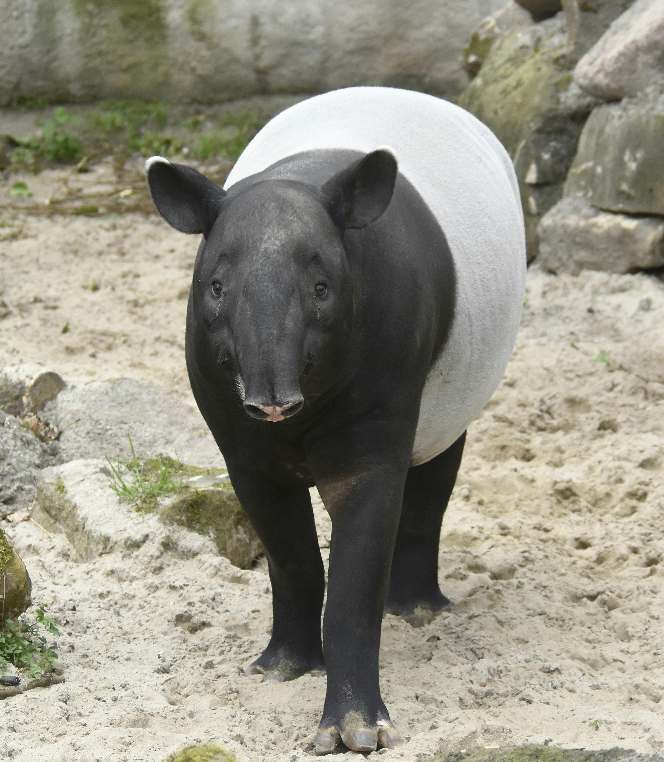 Maleise tapir Pooh in het buitenverblijf