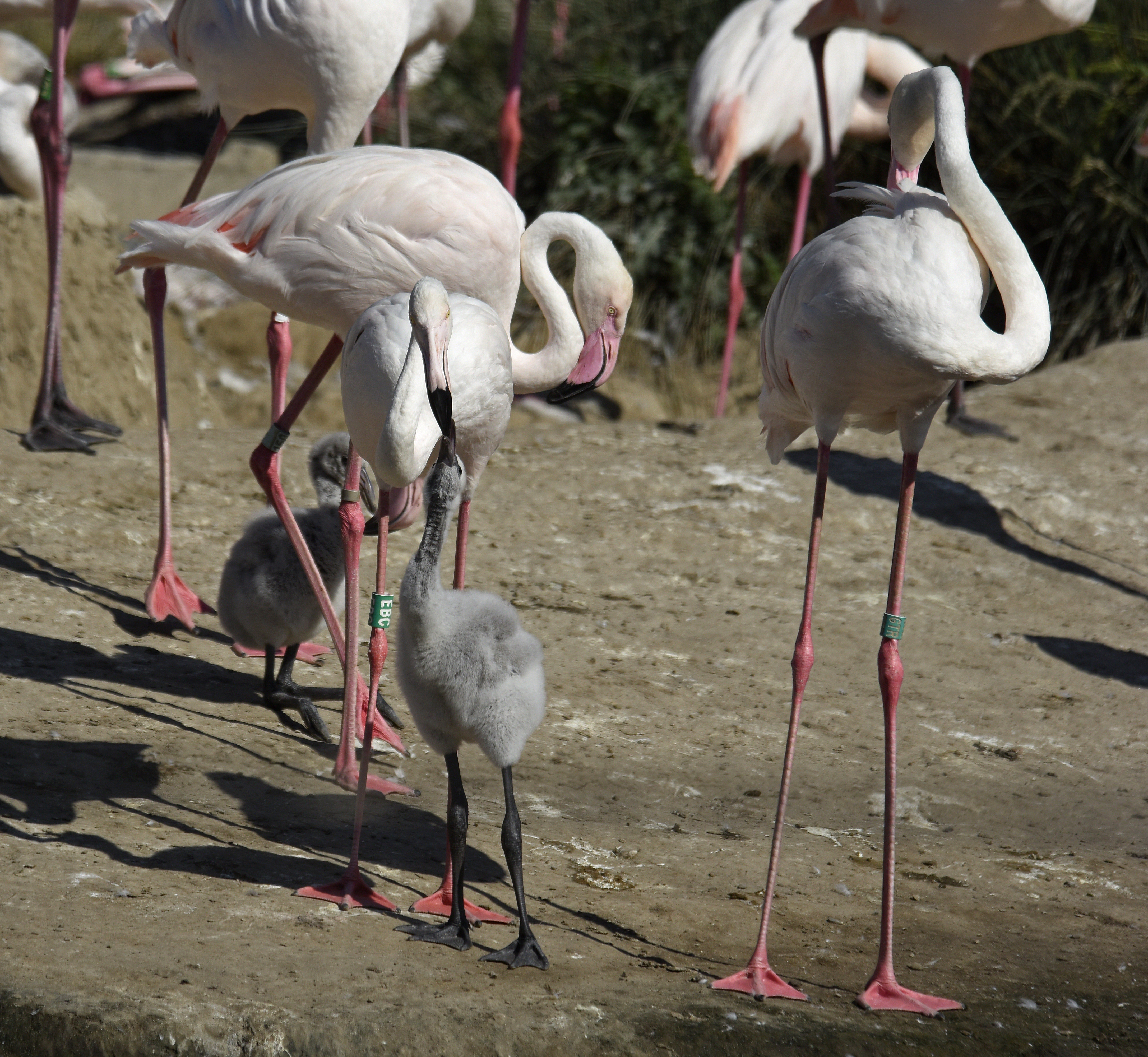 Two flamingo chicks with the group