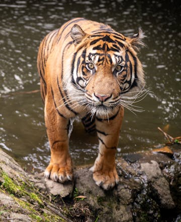 Tijger Geram bij het water in zijn verblijf