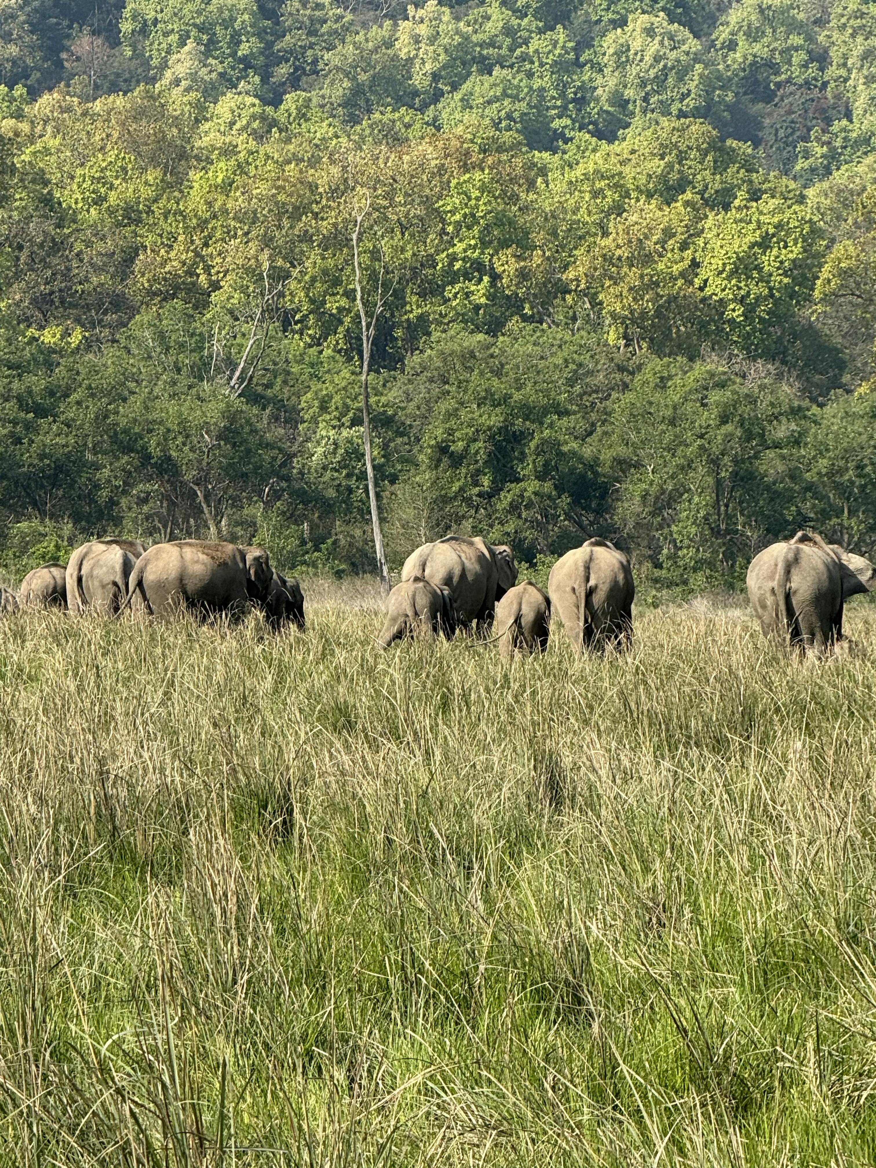 Aziatische olifant India