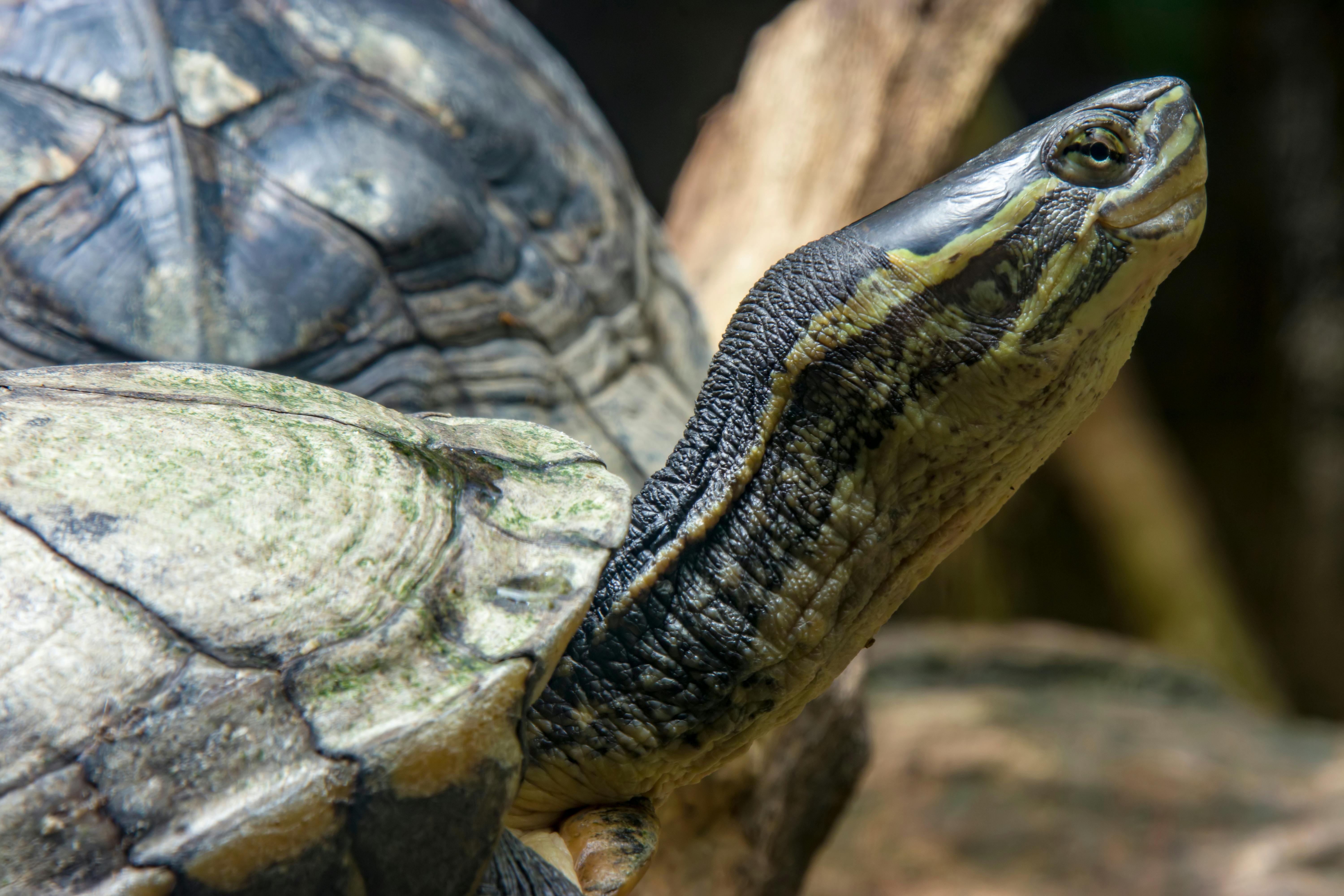 Close-up van een Annam waterschildpad