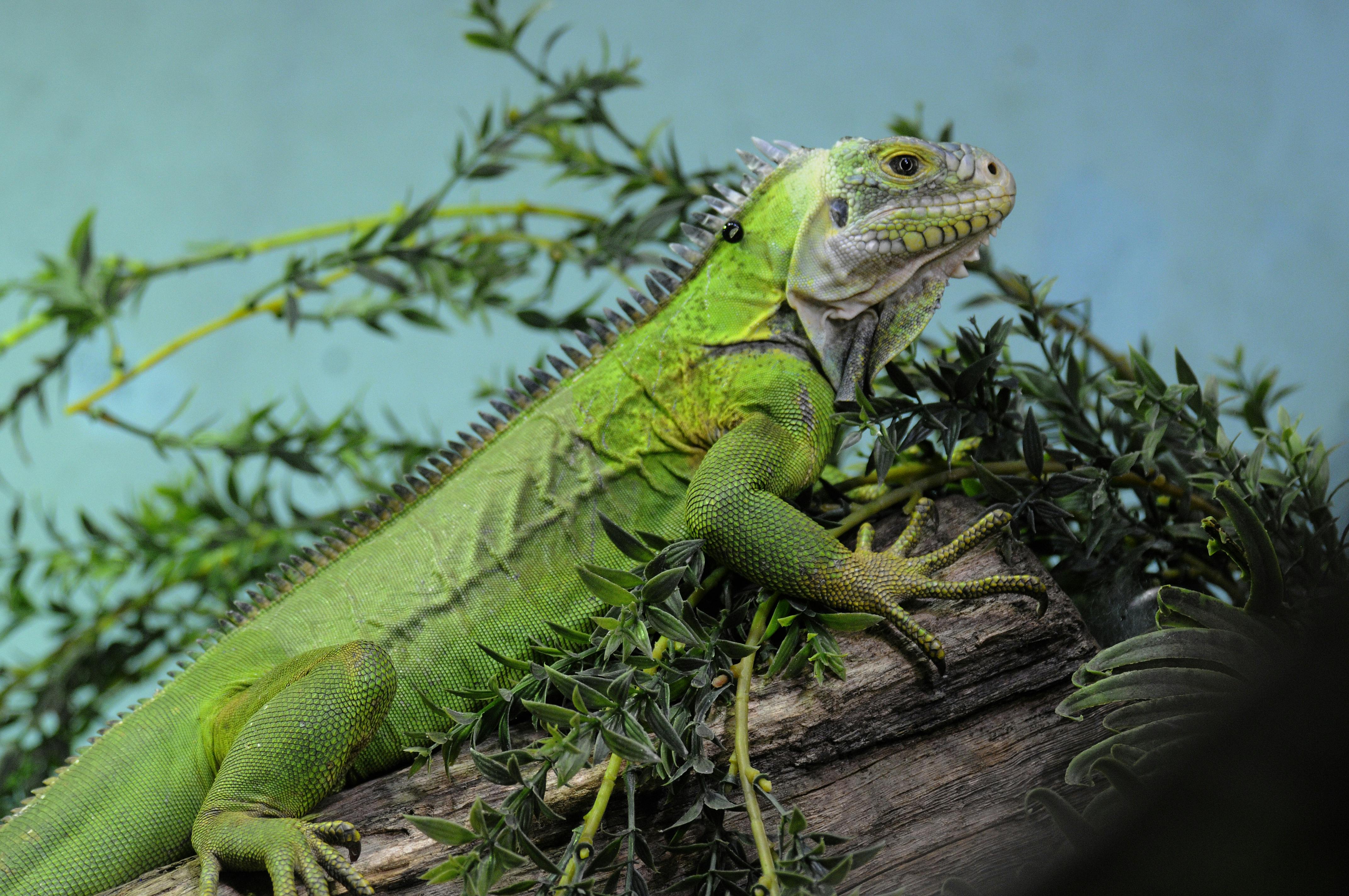 Lesser Antillean iguana at Rotterdam Zoo