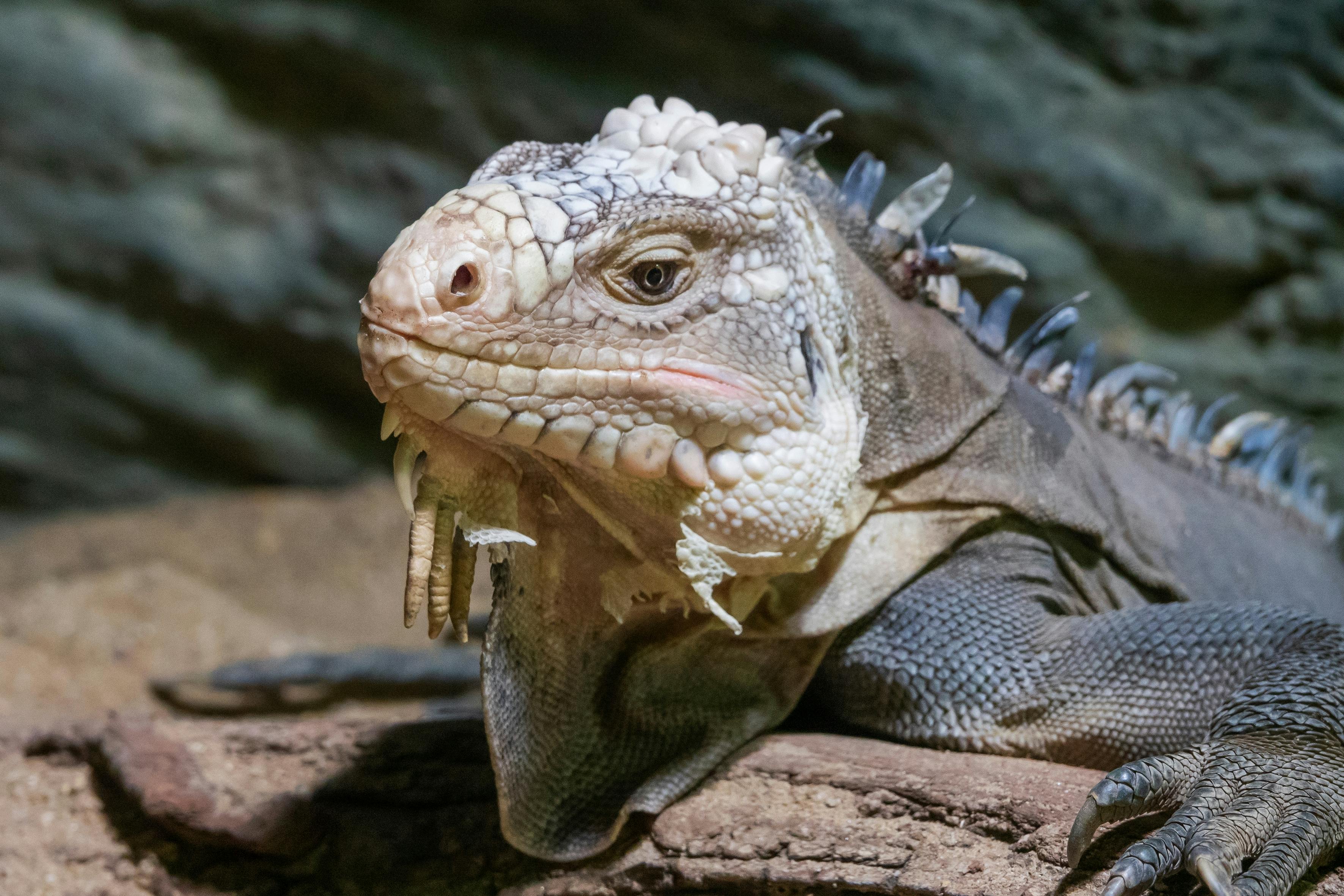 Close-up of a Lesser Antillean Iguana