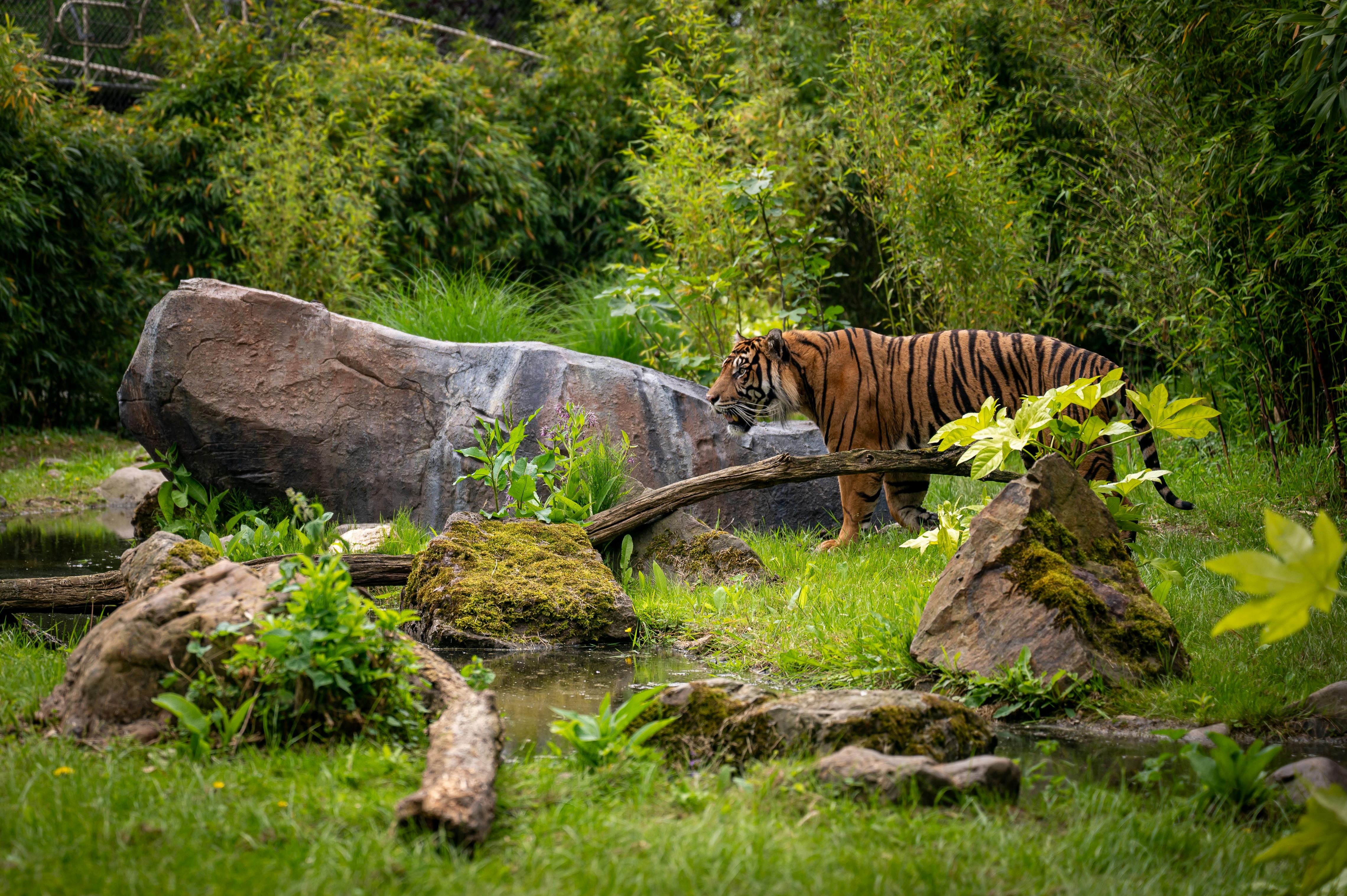 Sumatran tiger