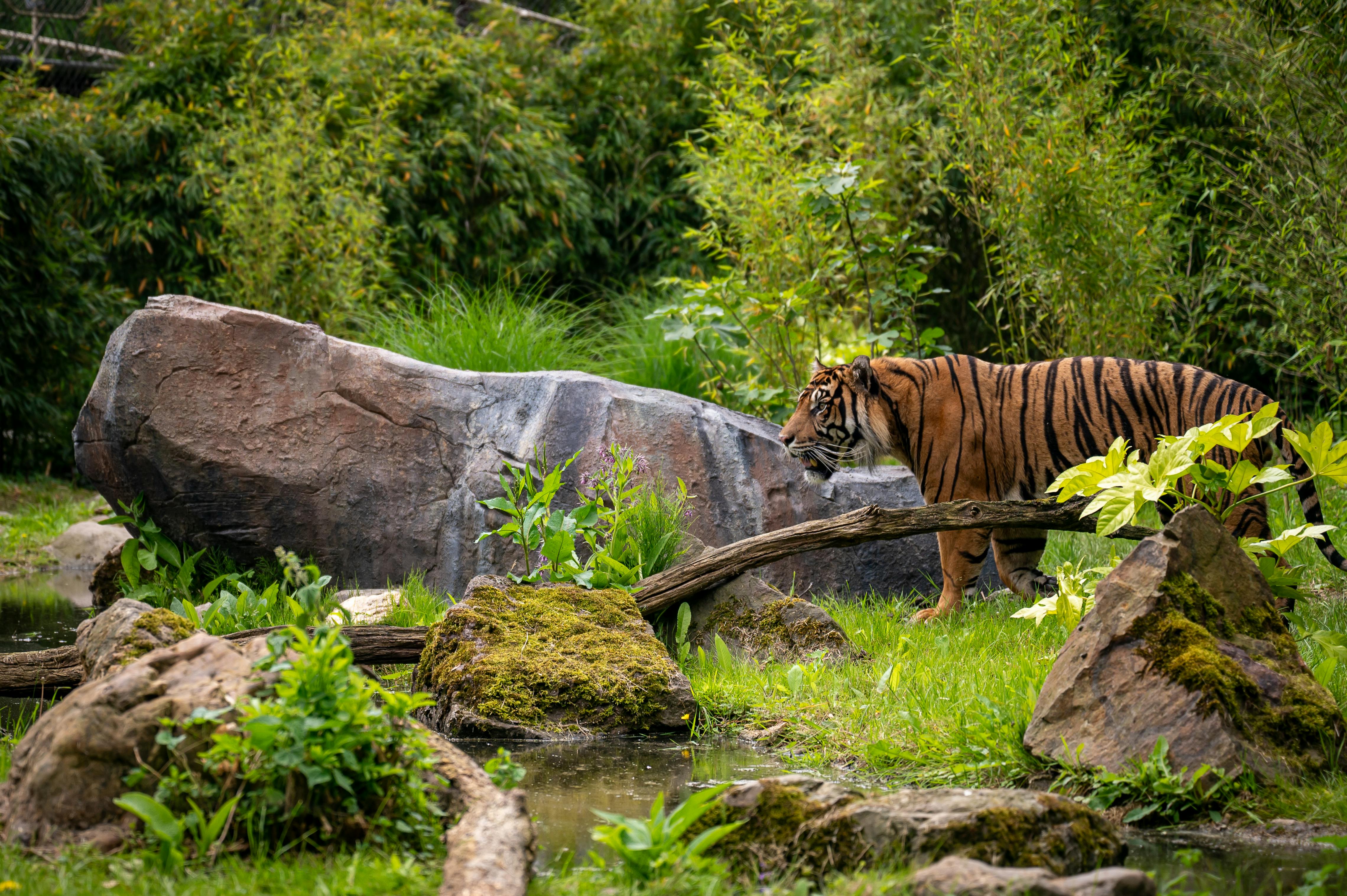 Sumatraanse tijger