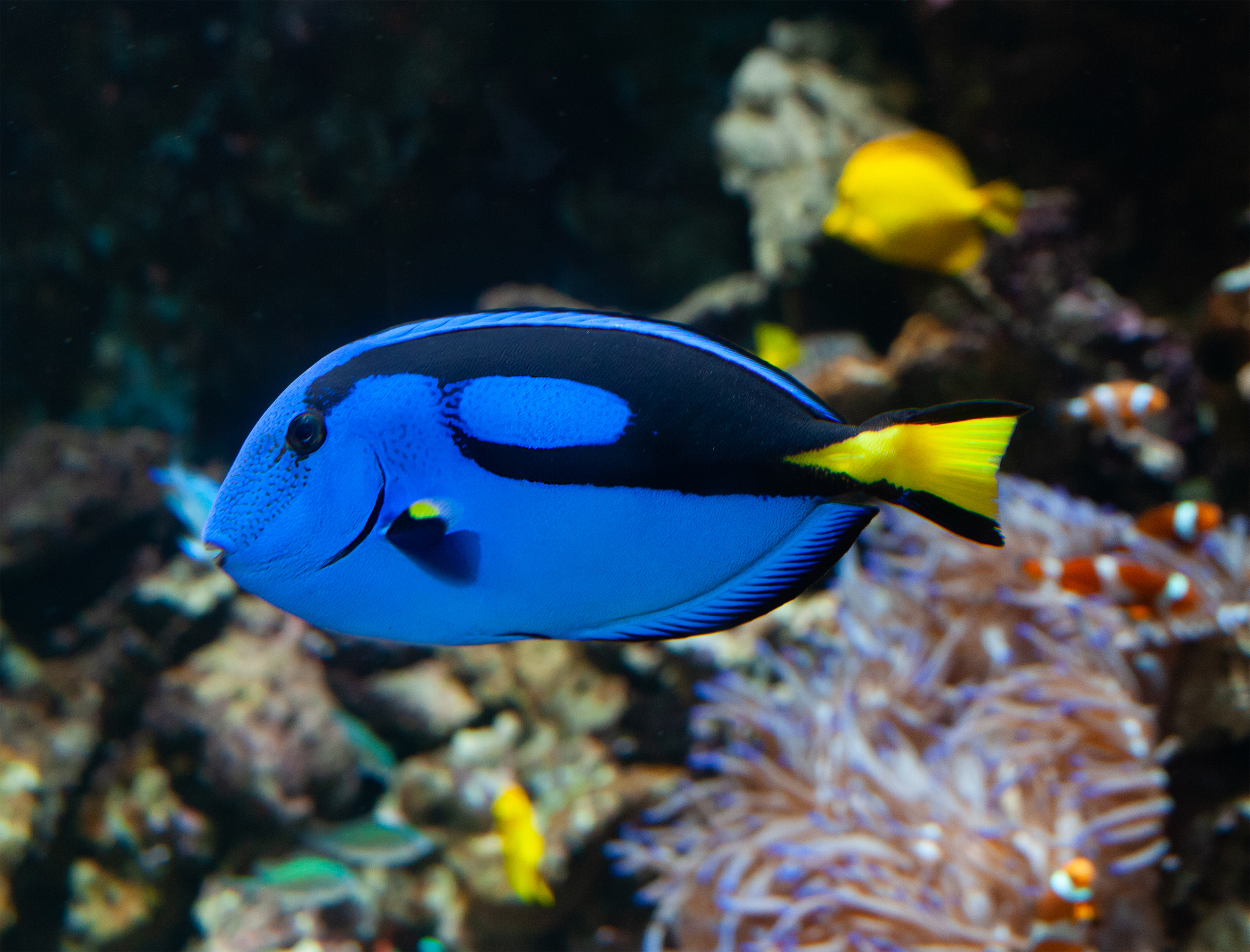 Palette surgeonfish