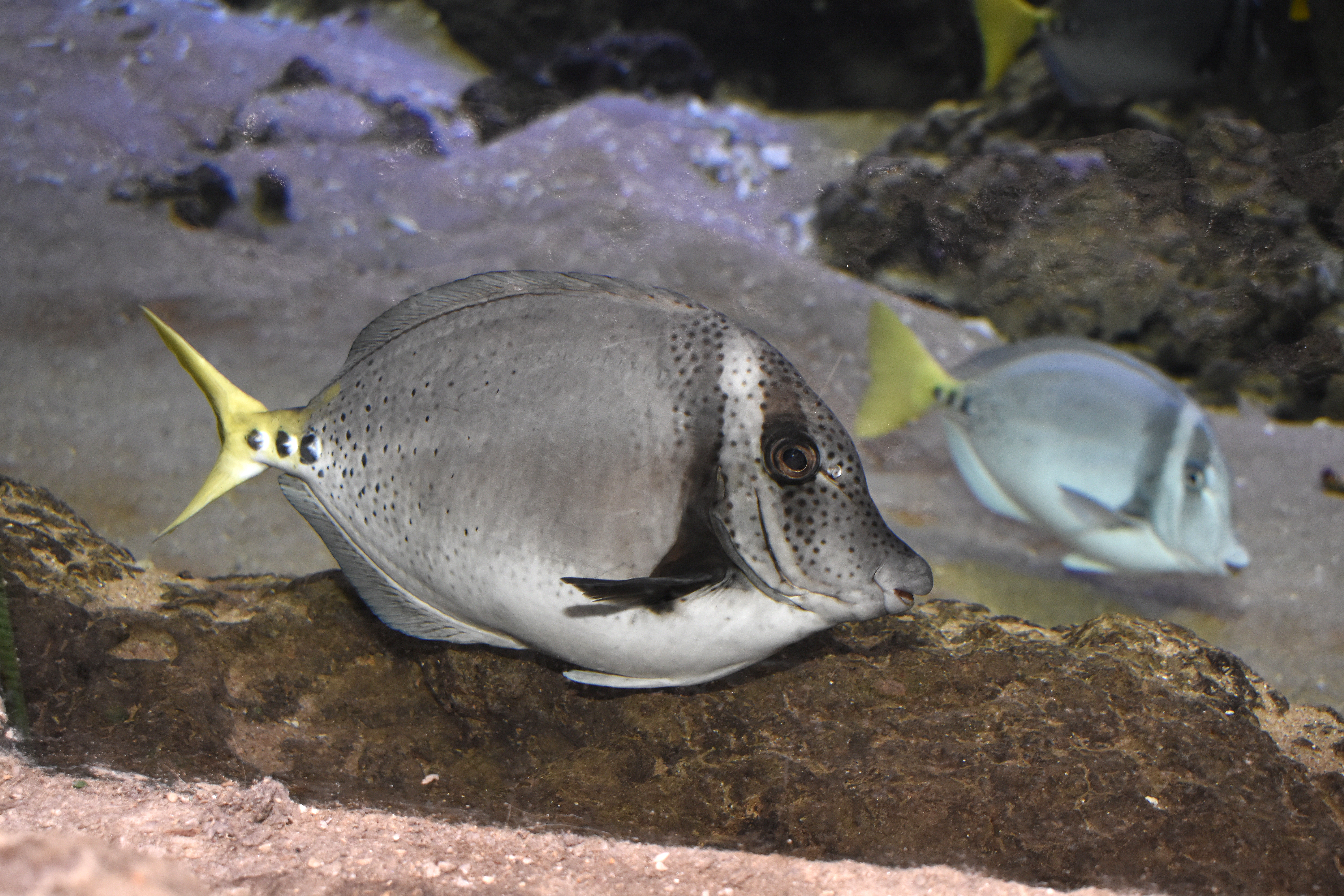Razor surgeonfish
