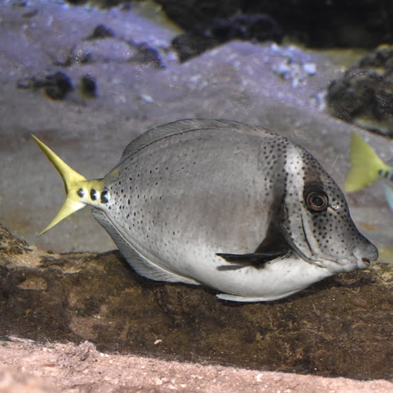 Razor surgeonfish