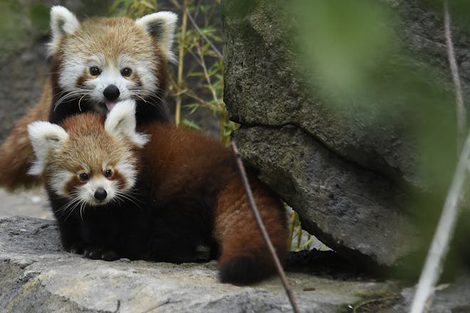 twee rode panda's