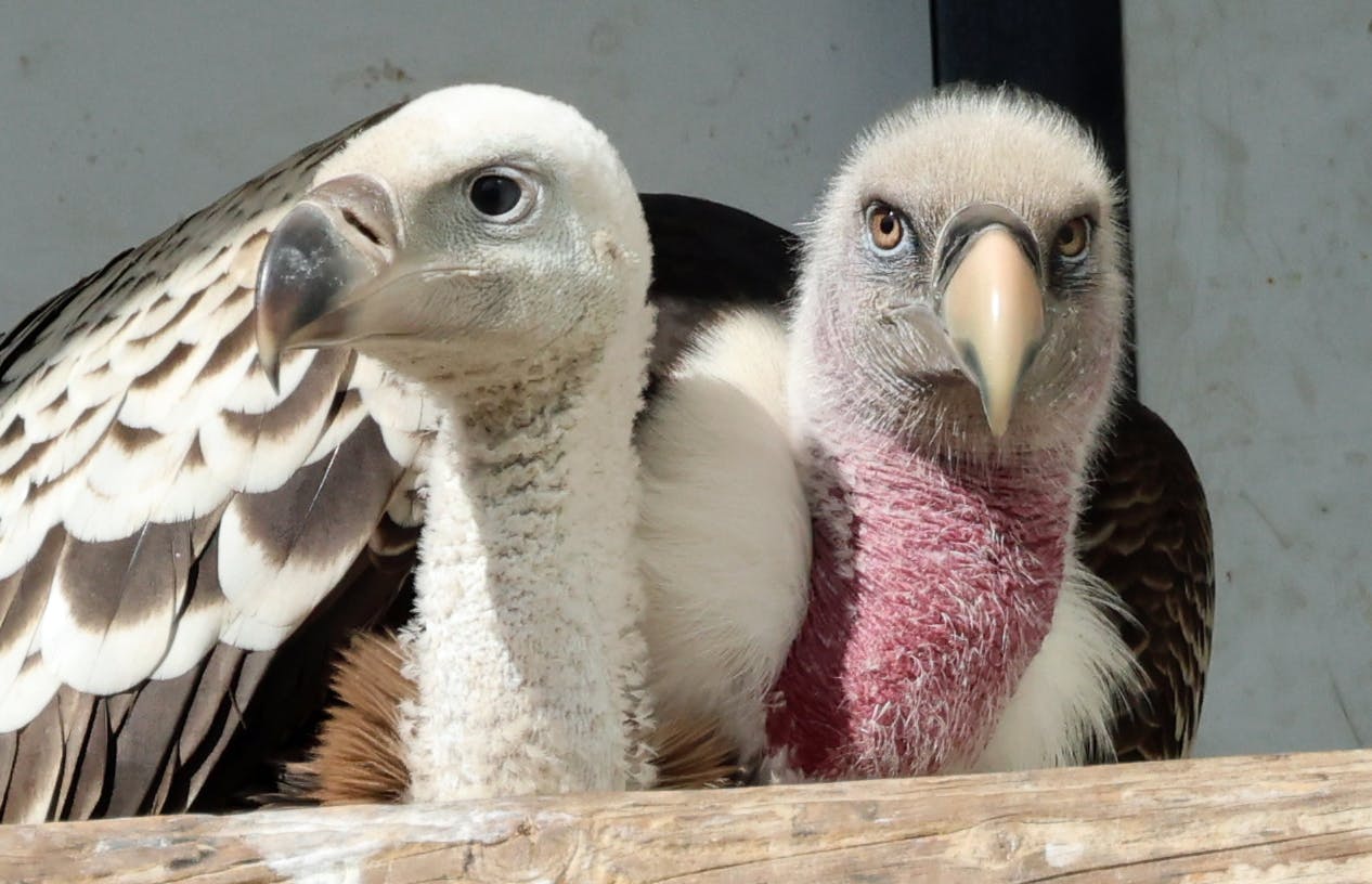 Rüppellsgier met jong Johanna Kok