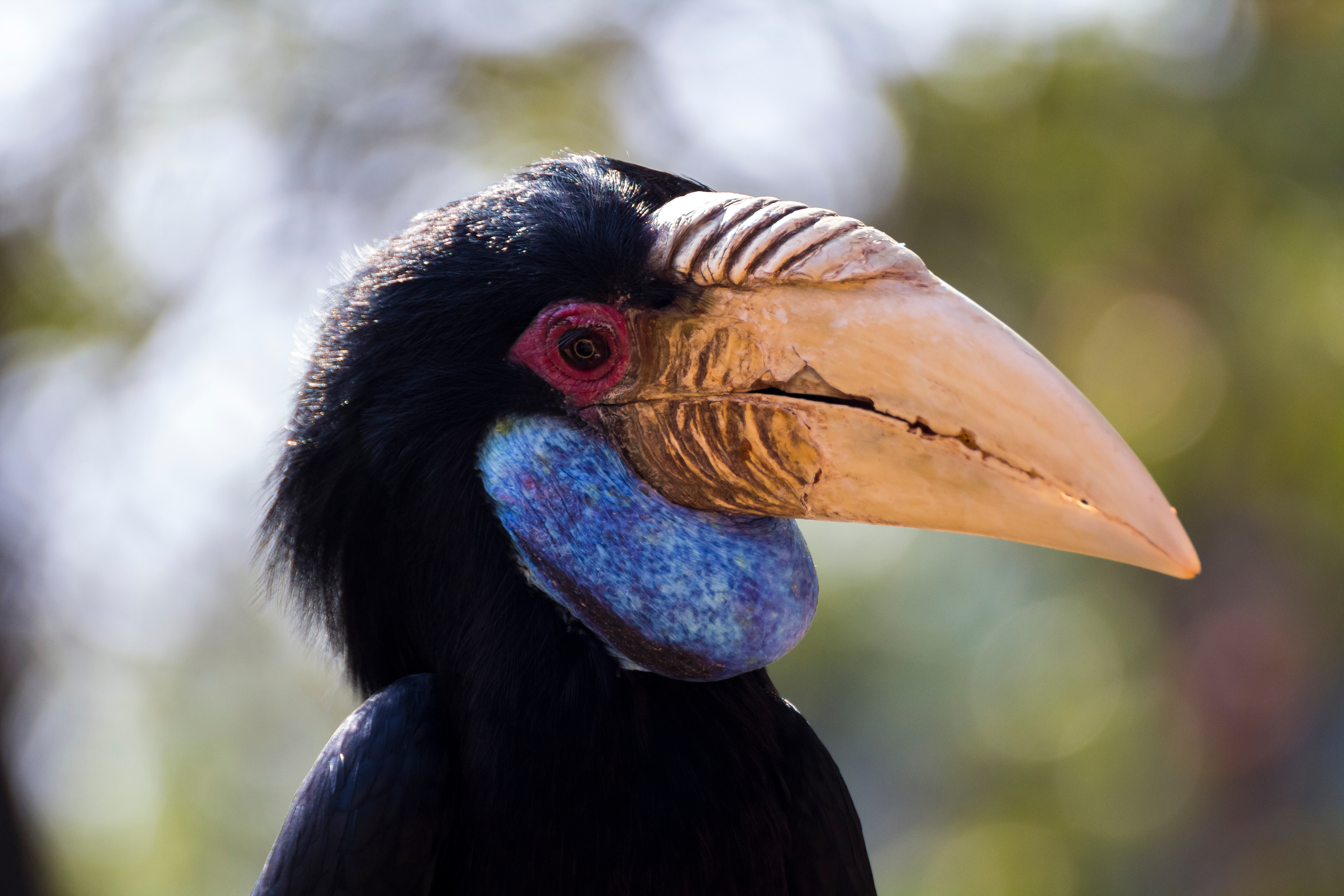 Wreathed Hornbill (female)