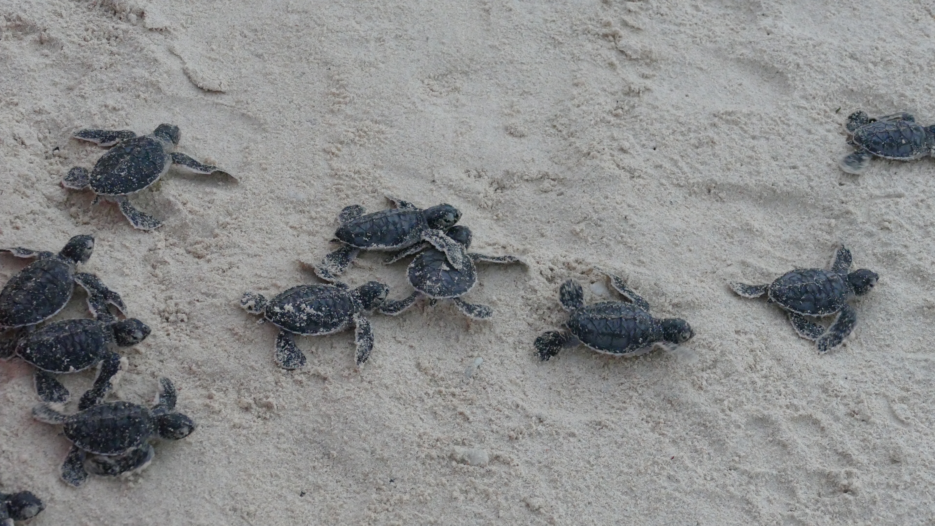 Young green turtles