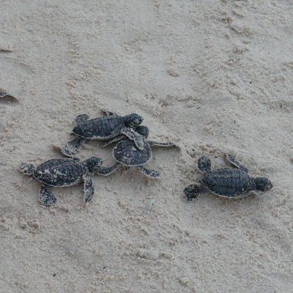 Young green turtles