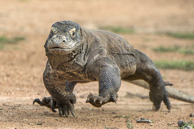 ZuFojRoQrfVKl9Gd
