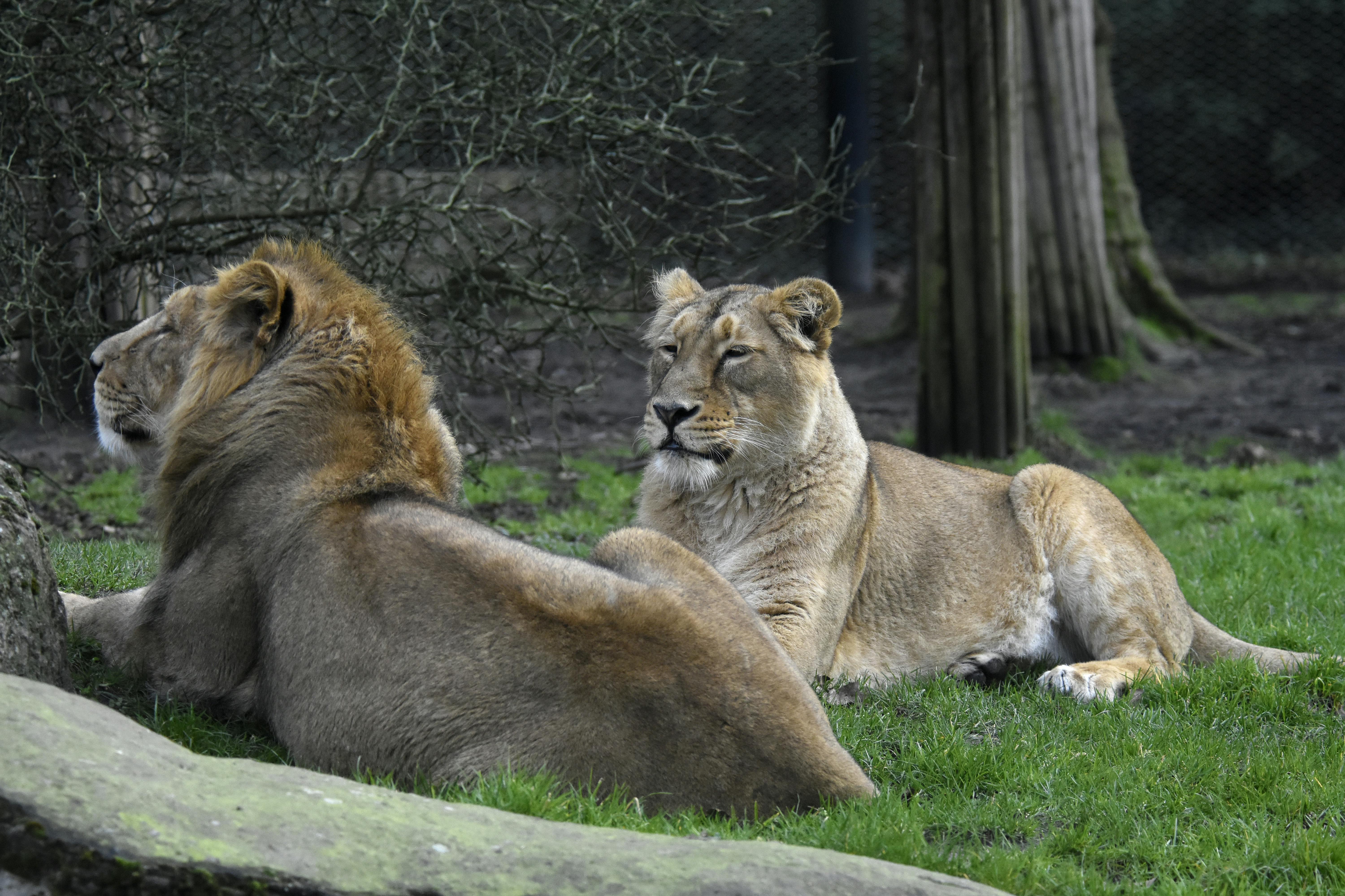 Aziatische leeuwen blijdorp
