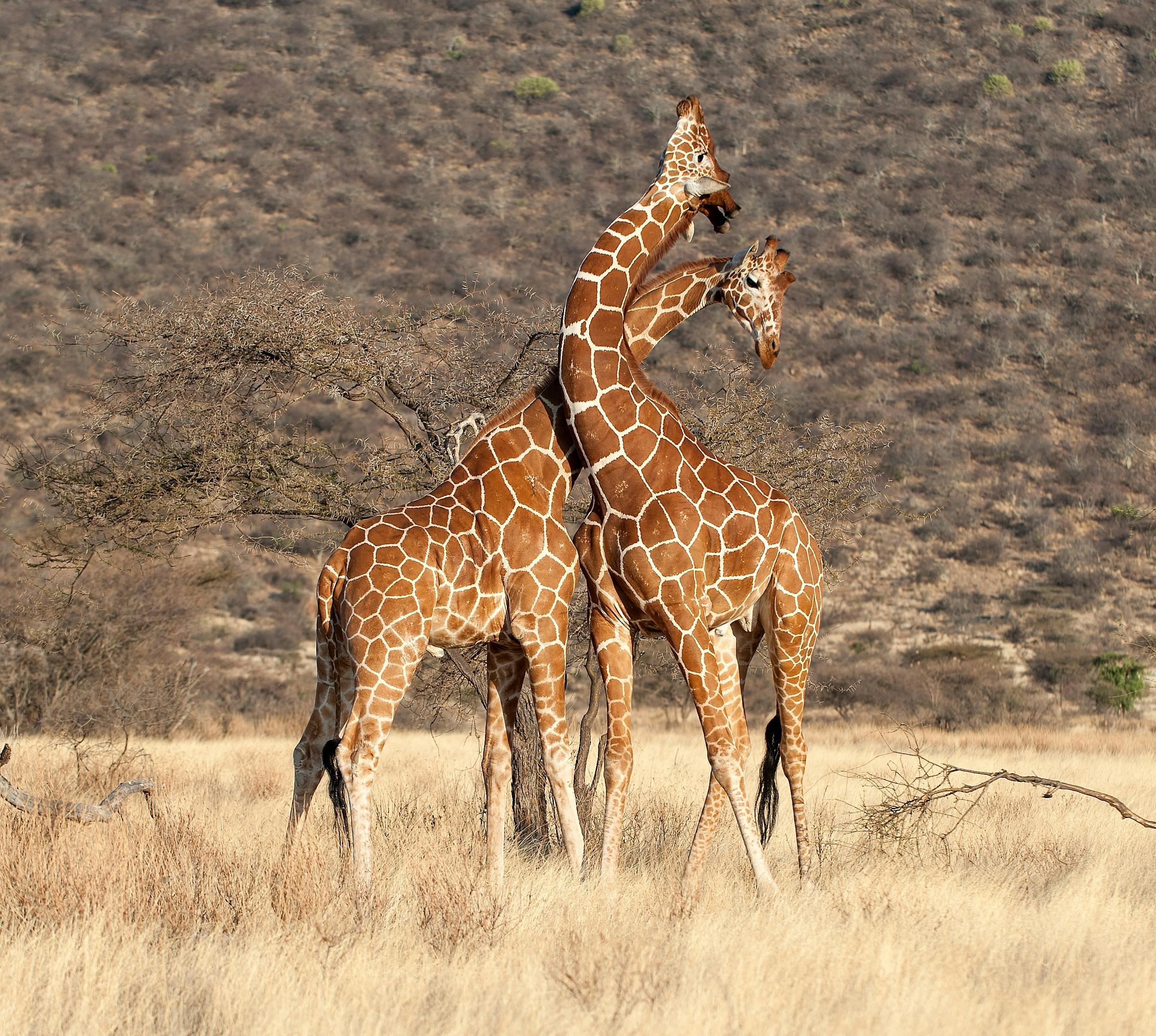 Fighting giraffes