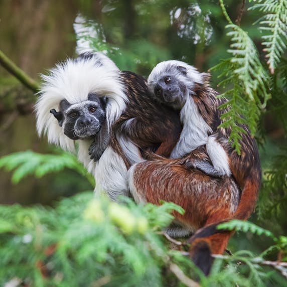 Pinché-aapje met jongen