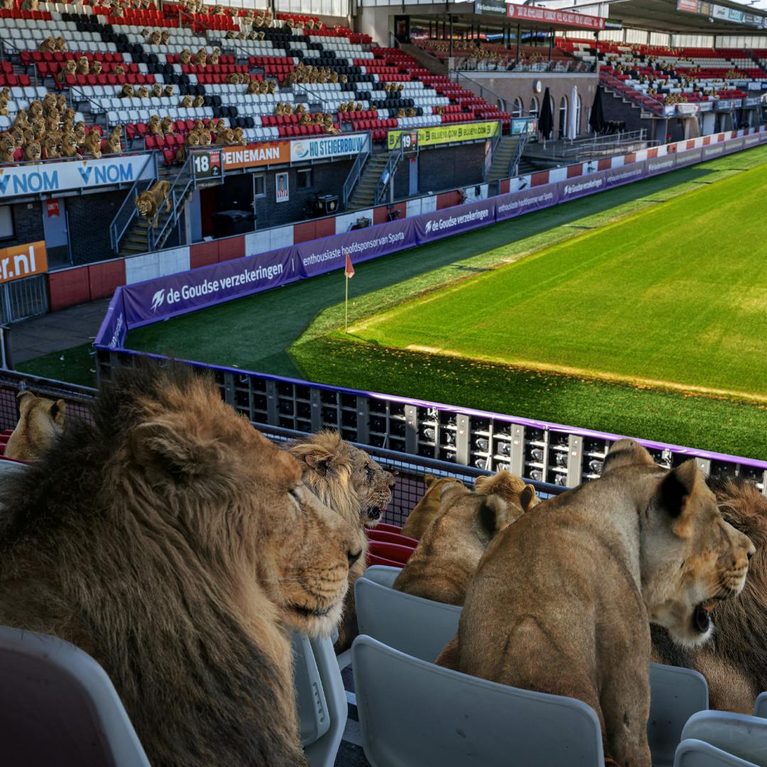 Aziatische leeuwen in Sparta stadion