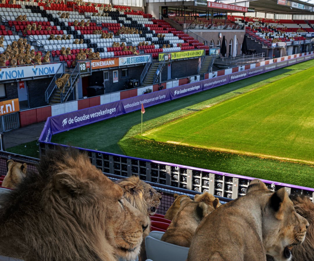 Aziatische leeuwen in Sparta stadion
