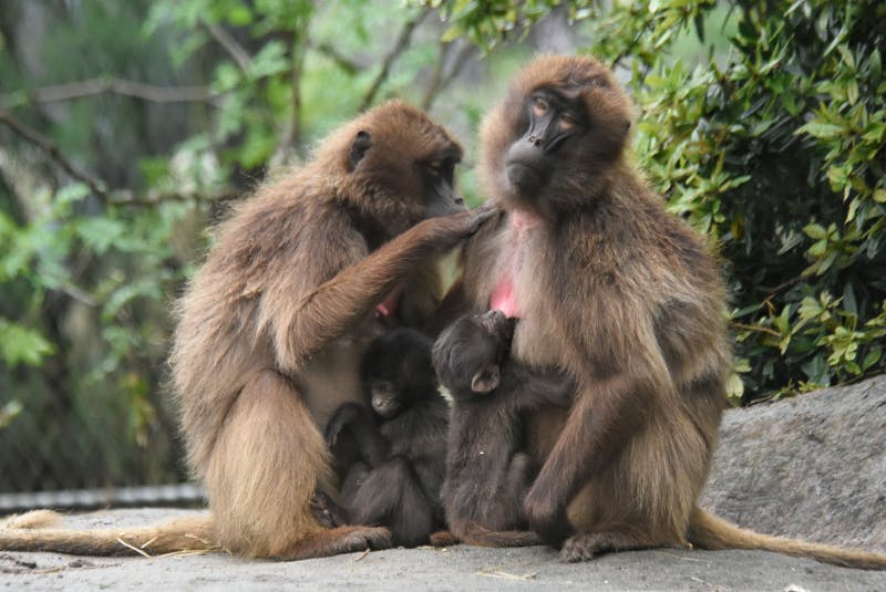 Grooming geladas