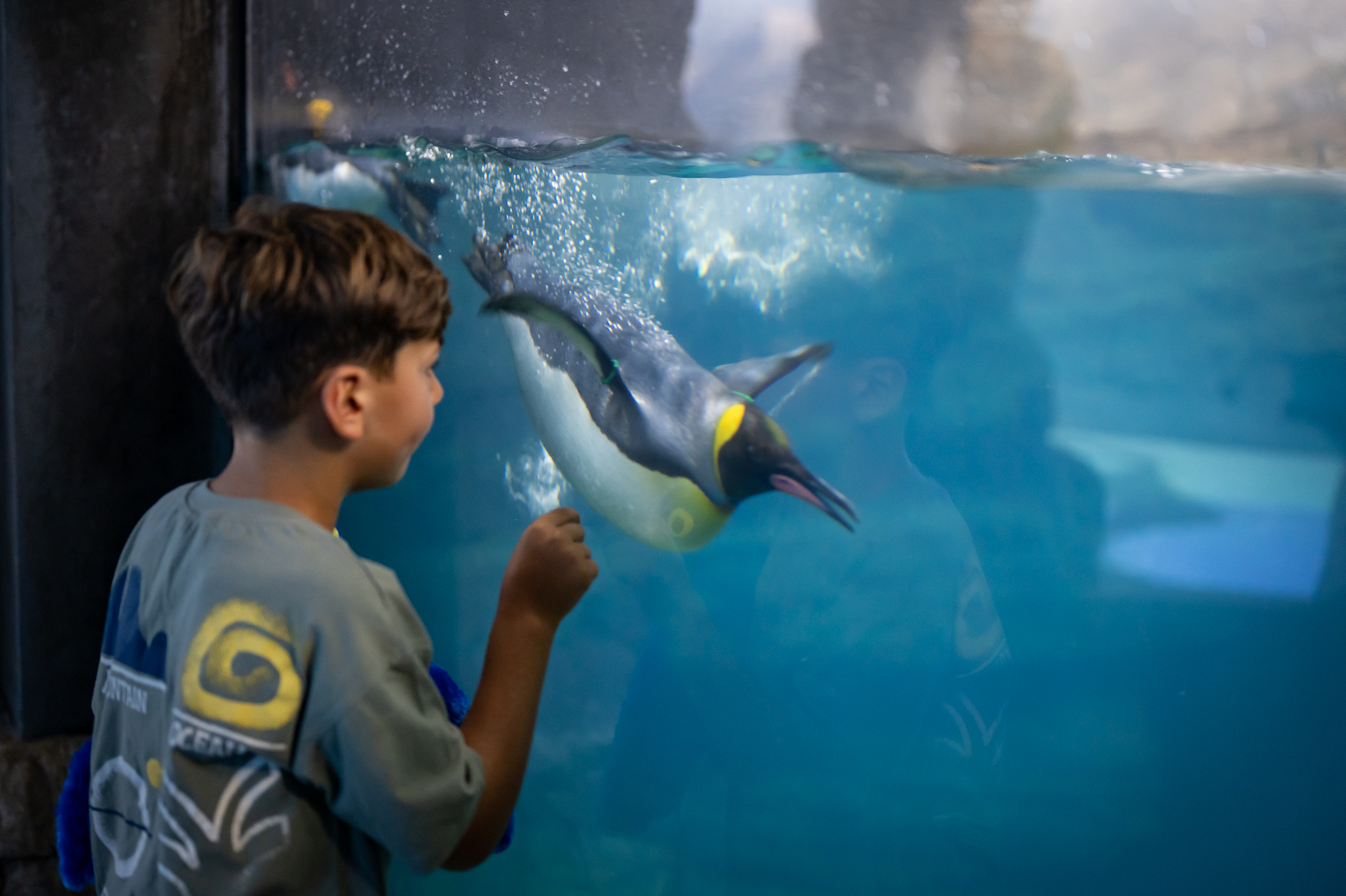 Jongen die naar koningspinguïn kijkt