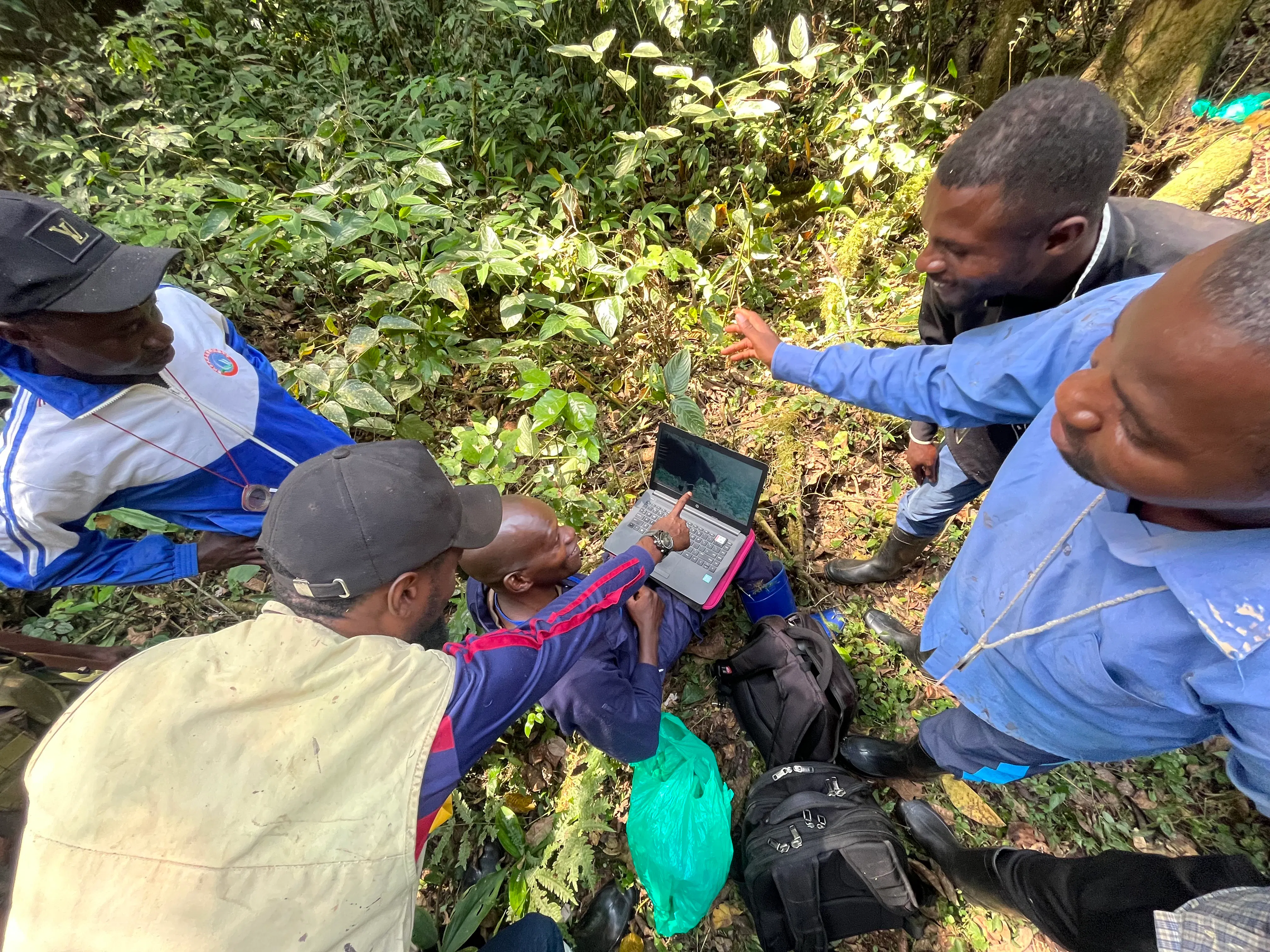 Discover the elusive okapi at Rotterdam Zoo!