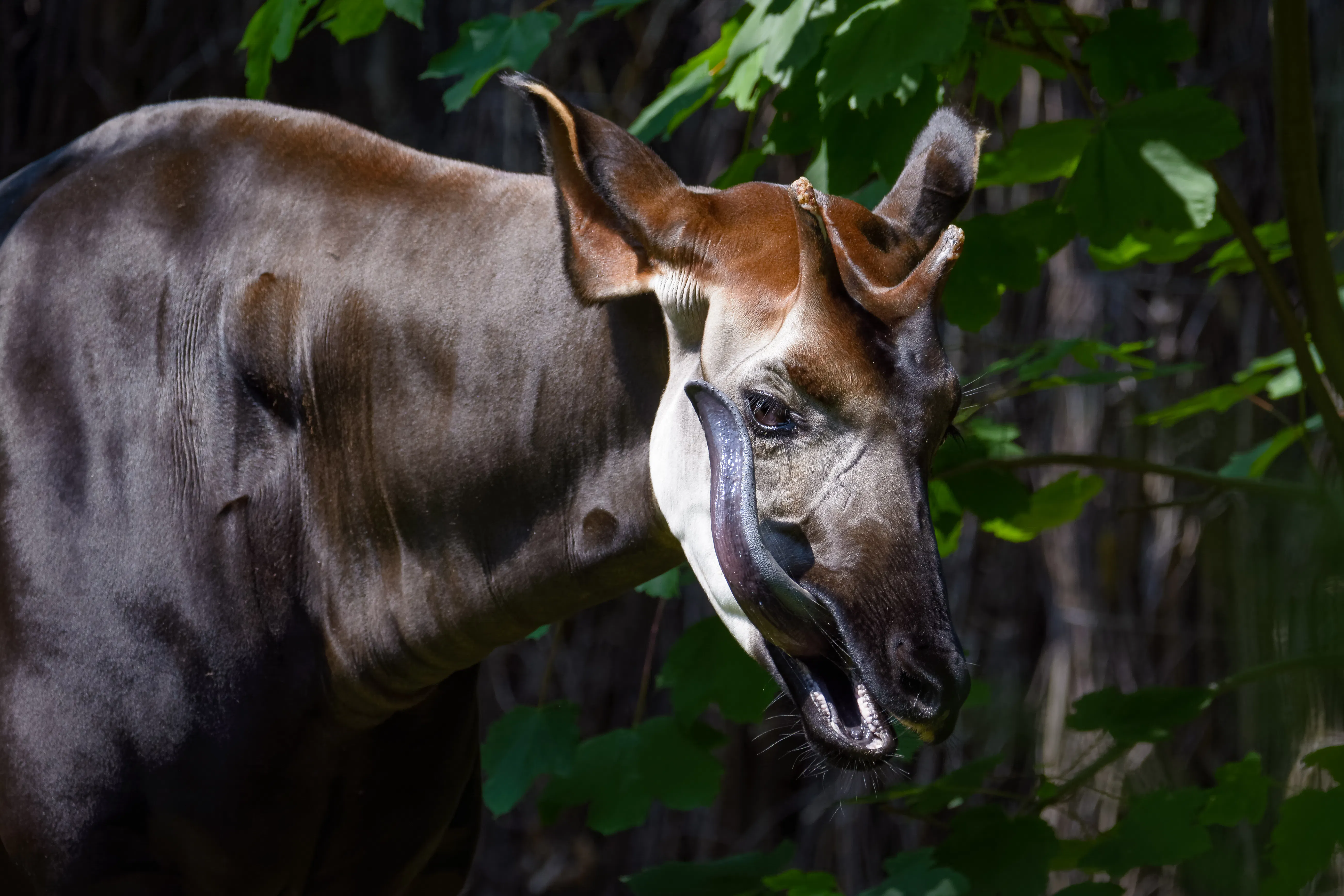 Discover the elusive okapi at Rotterdam Zoo!