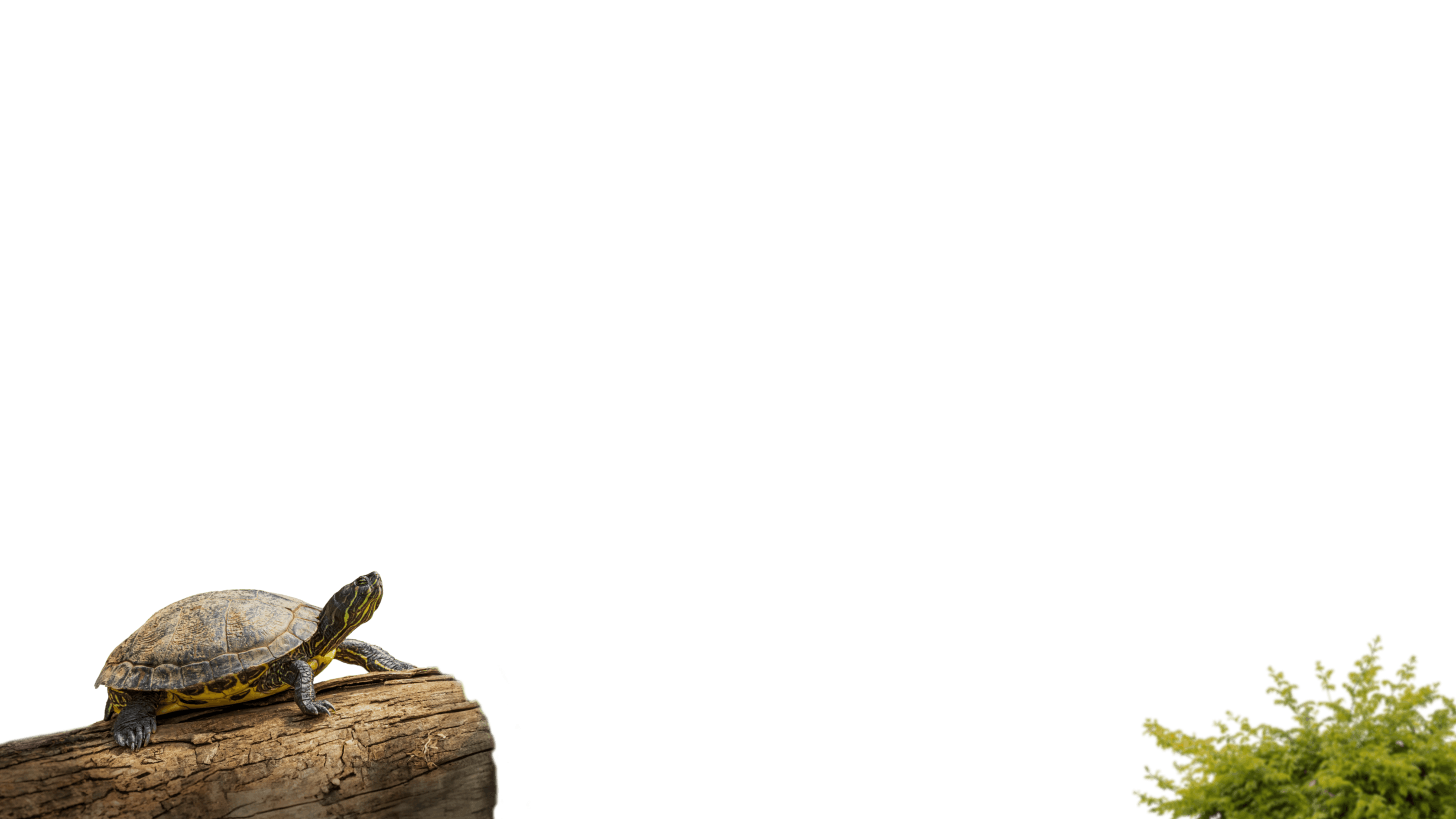 ZUDZ4REAACIAeNNK