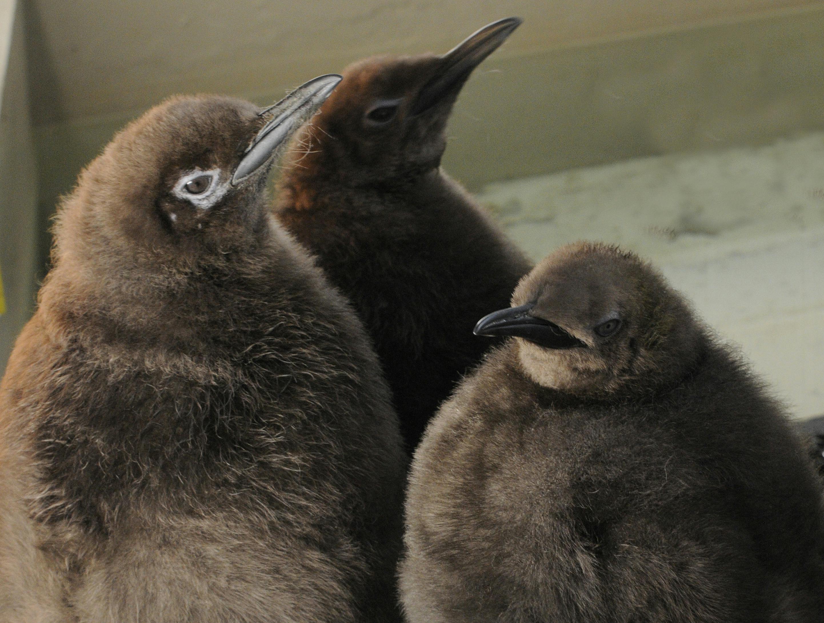 De jong van de koningspinguins