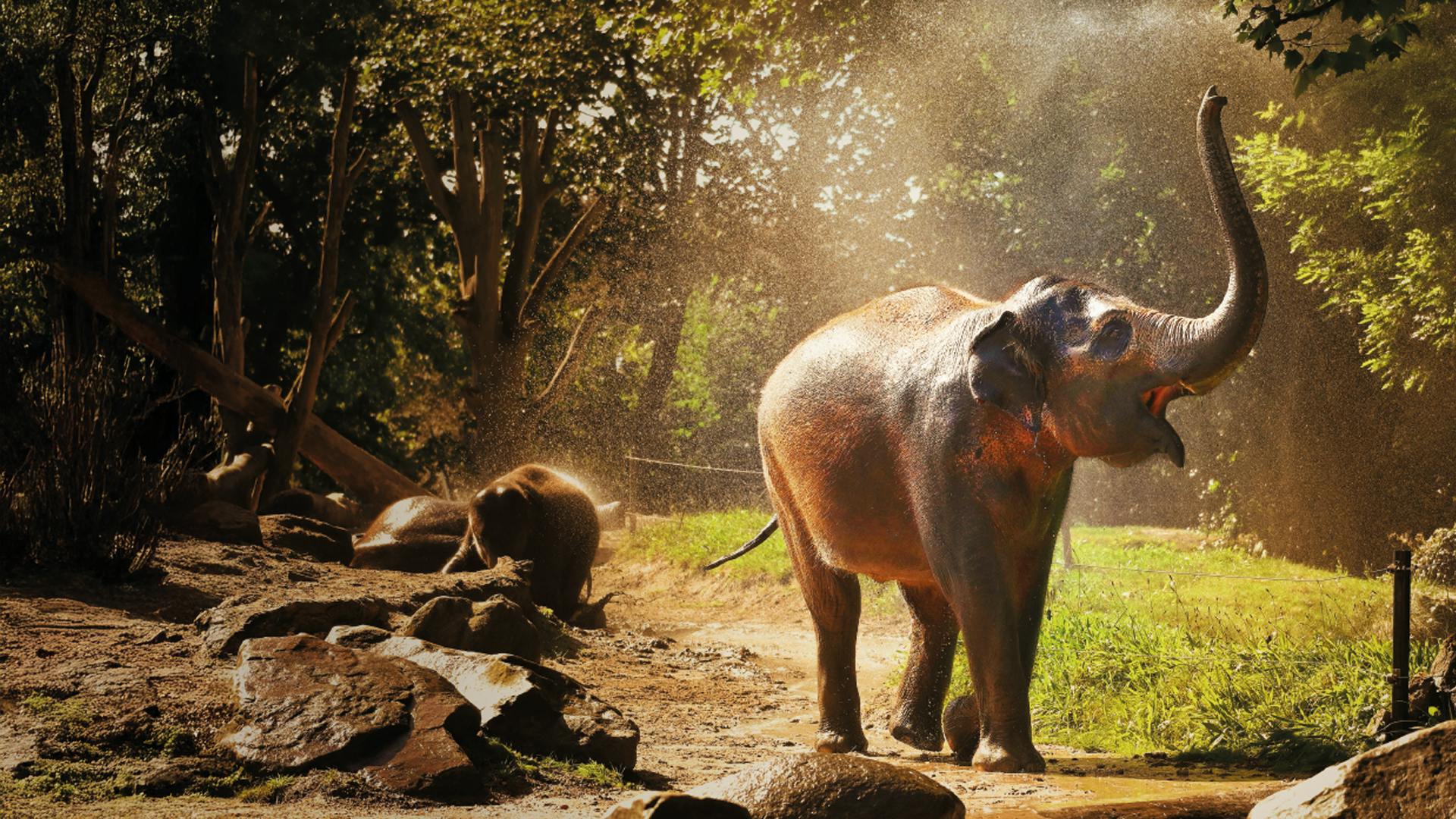 Aziatische olifant in het buitenverblijf op een zonnige dag