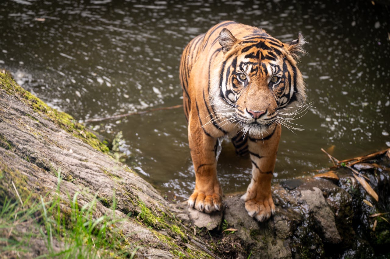 Tiger in the pond