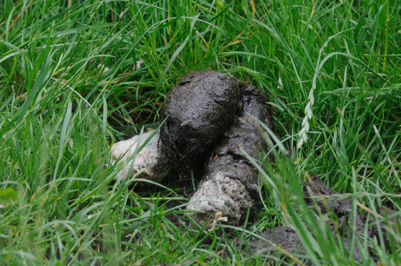 Leeuwenpoep in het gras