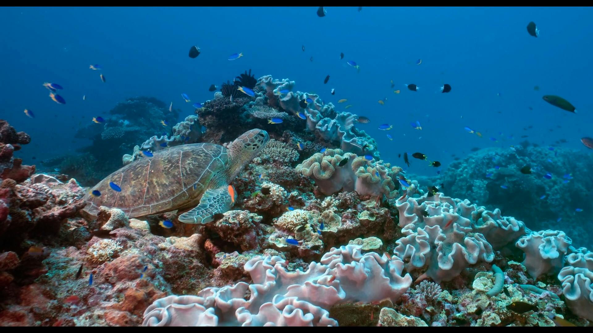 Still uit de documentaire The Coral Sea