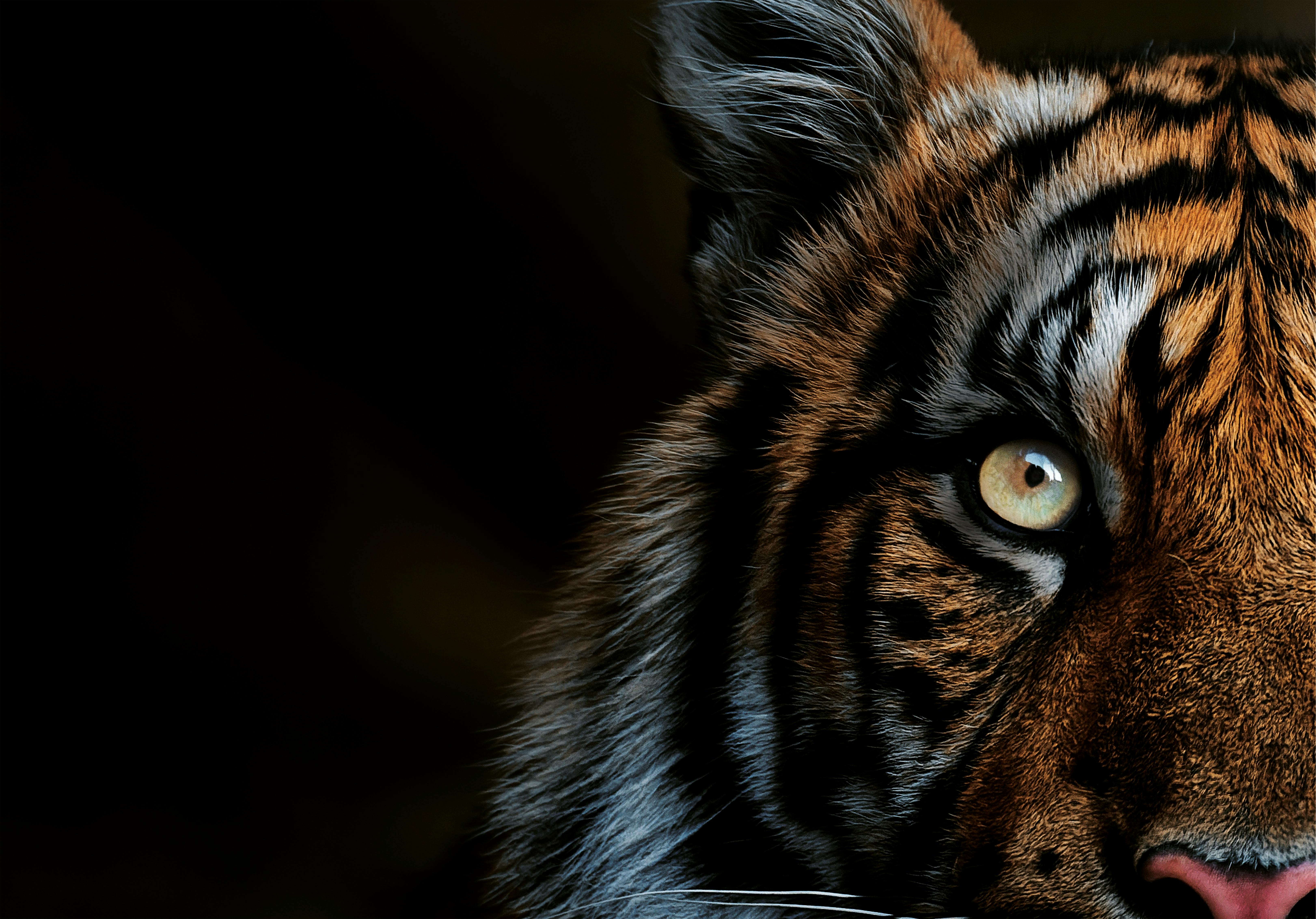 Sumatraanse tijger