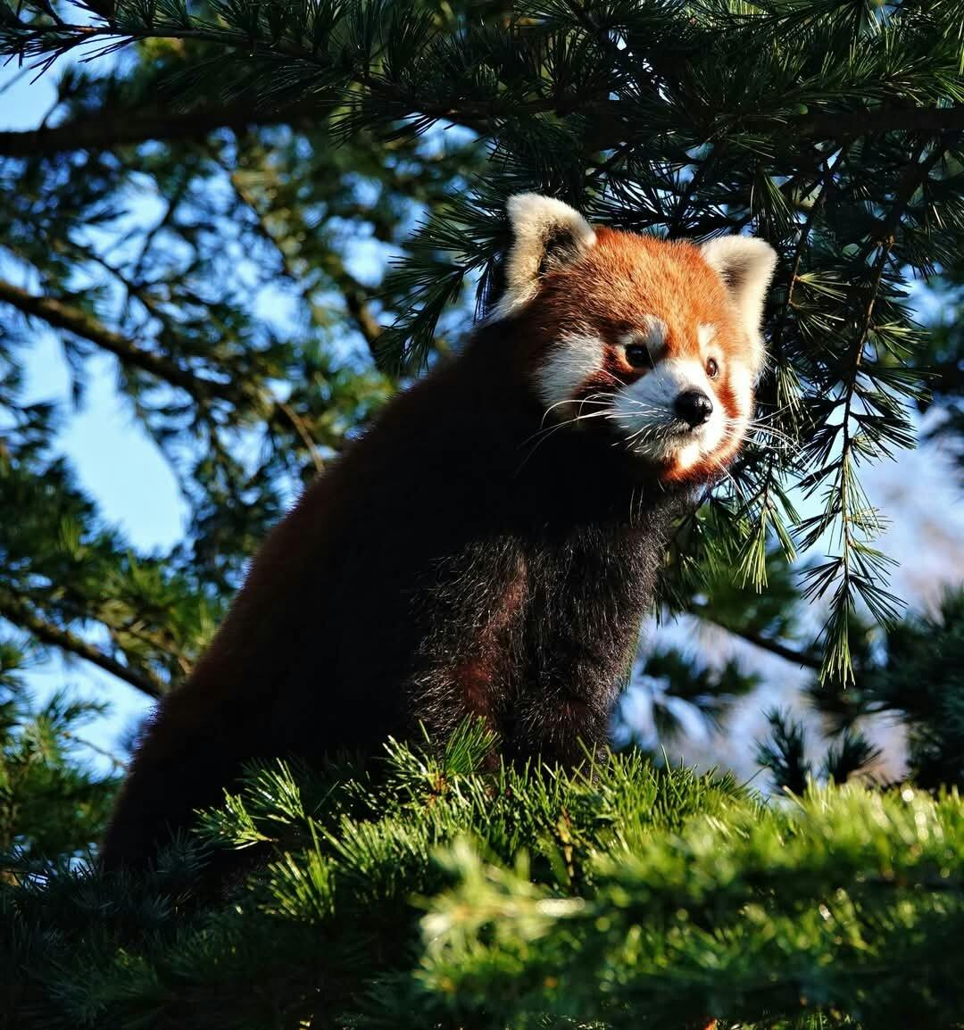 Panda op de rots