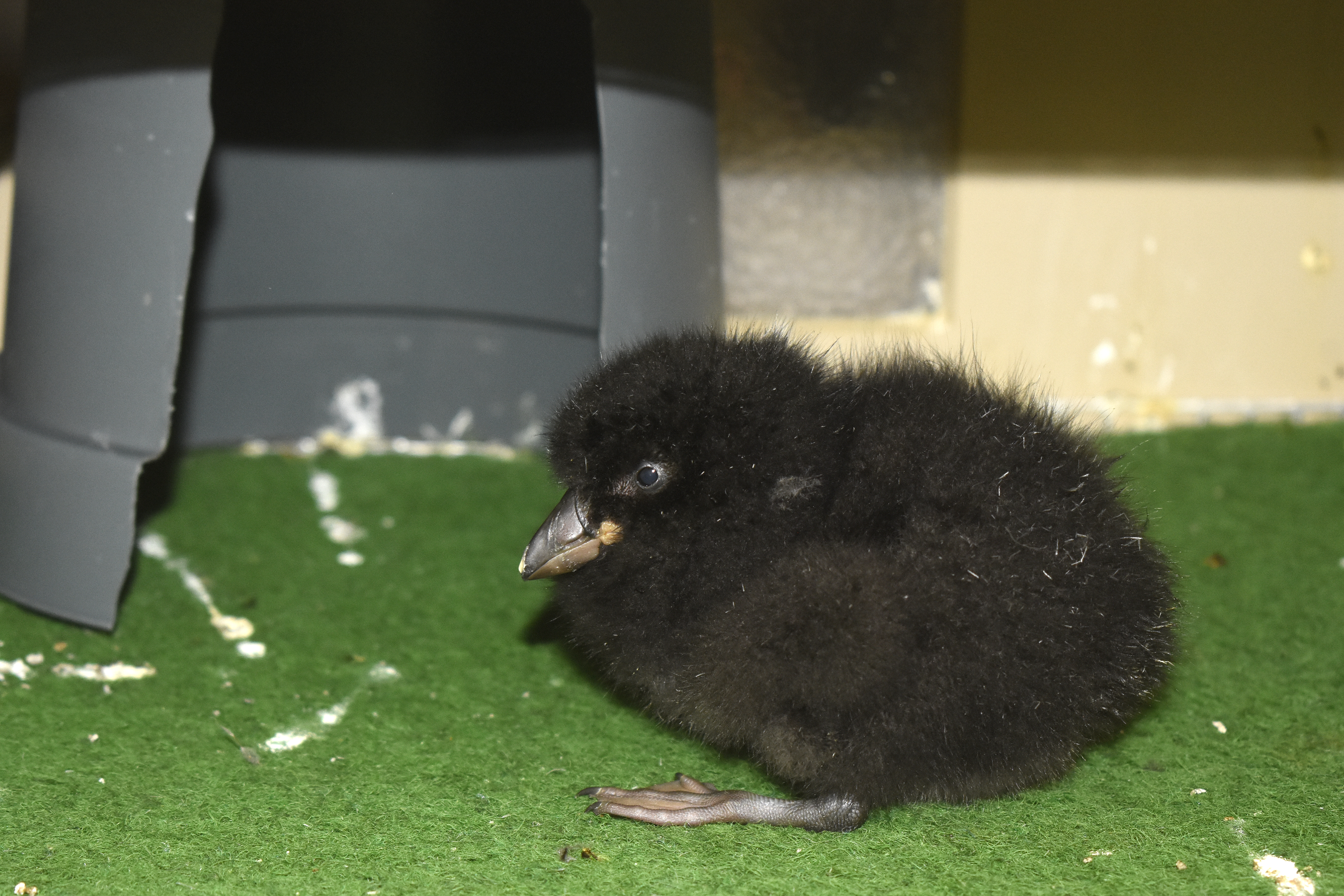 Een jonge papagaaiduiker