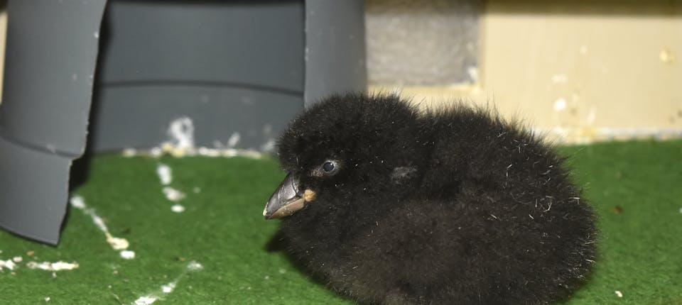 Een jonge papagaaiduiker