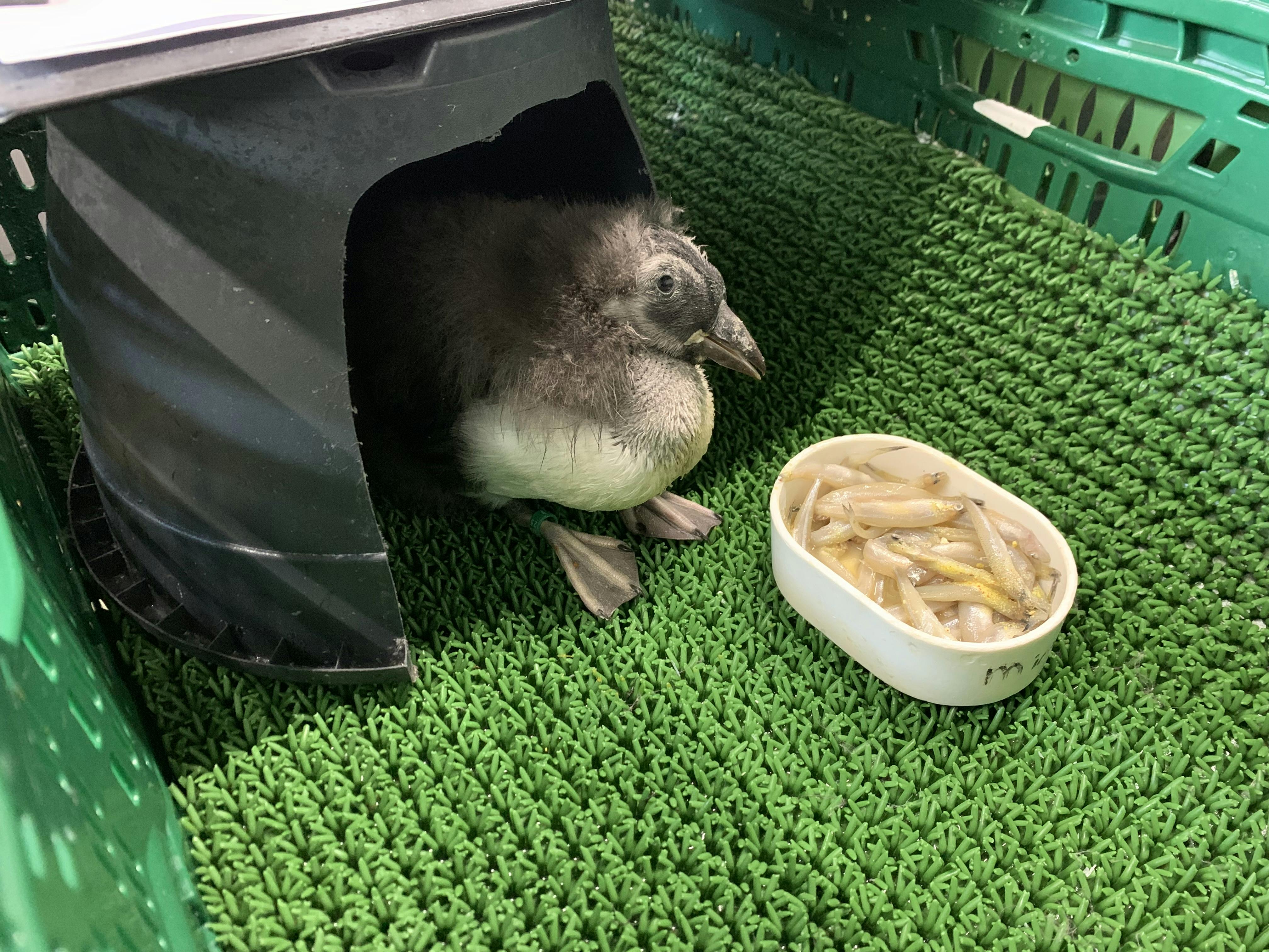 Jonge papegaaiduiker met eten