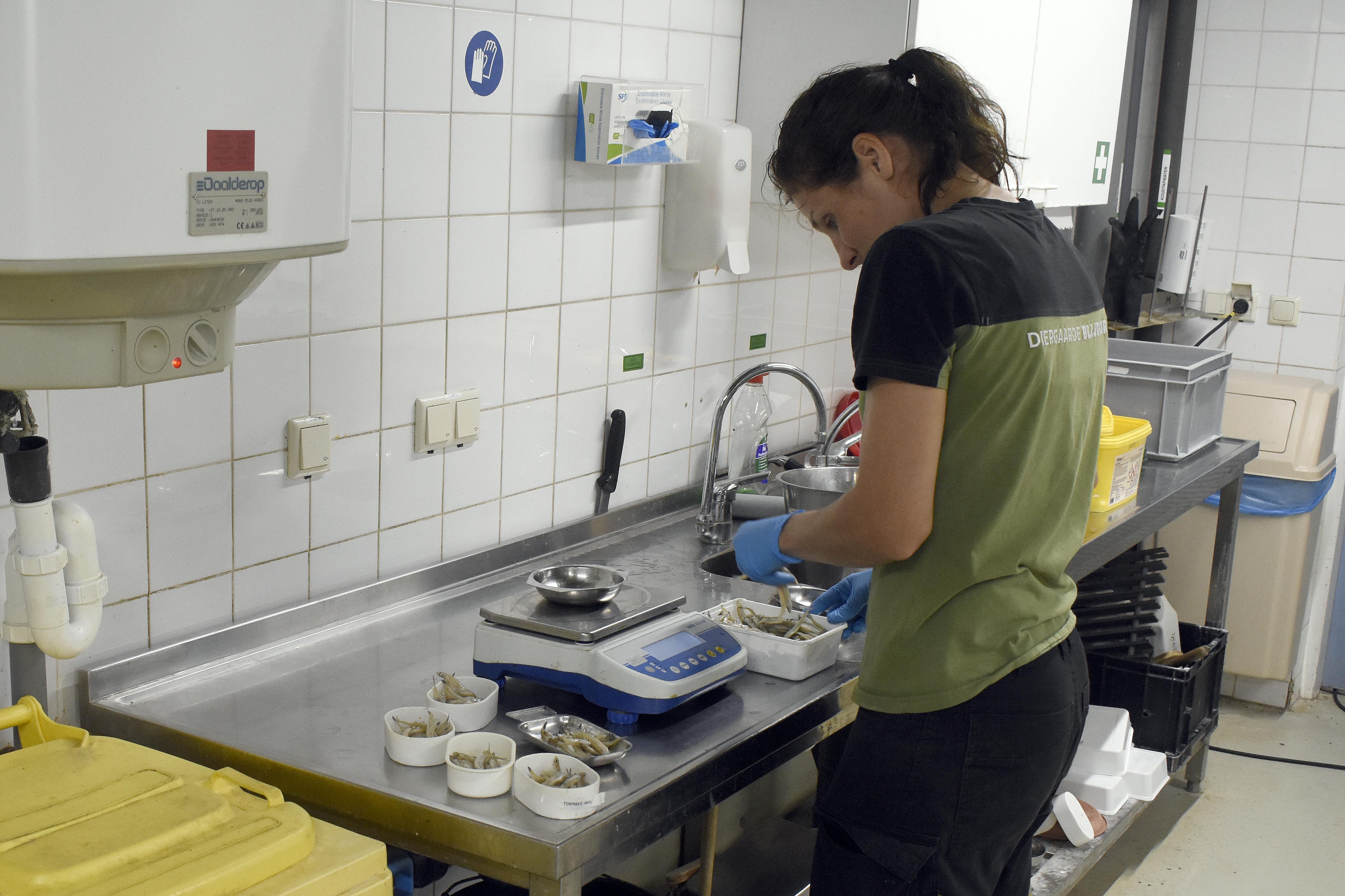 Dierverzorger Marieke maakt het eten klaar voor de groep papegaaiduikers