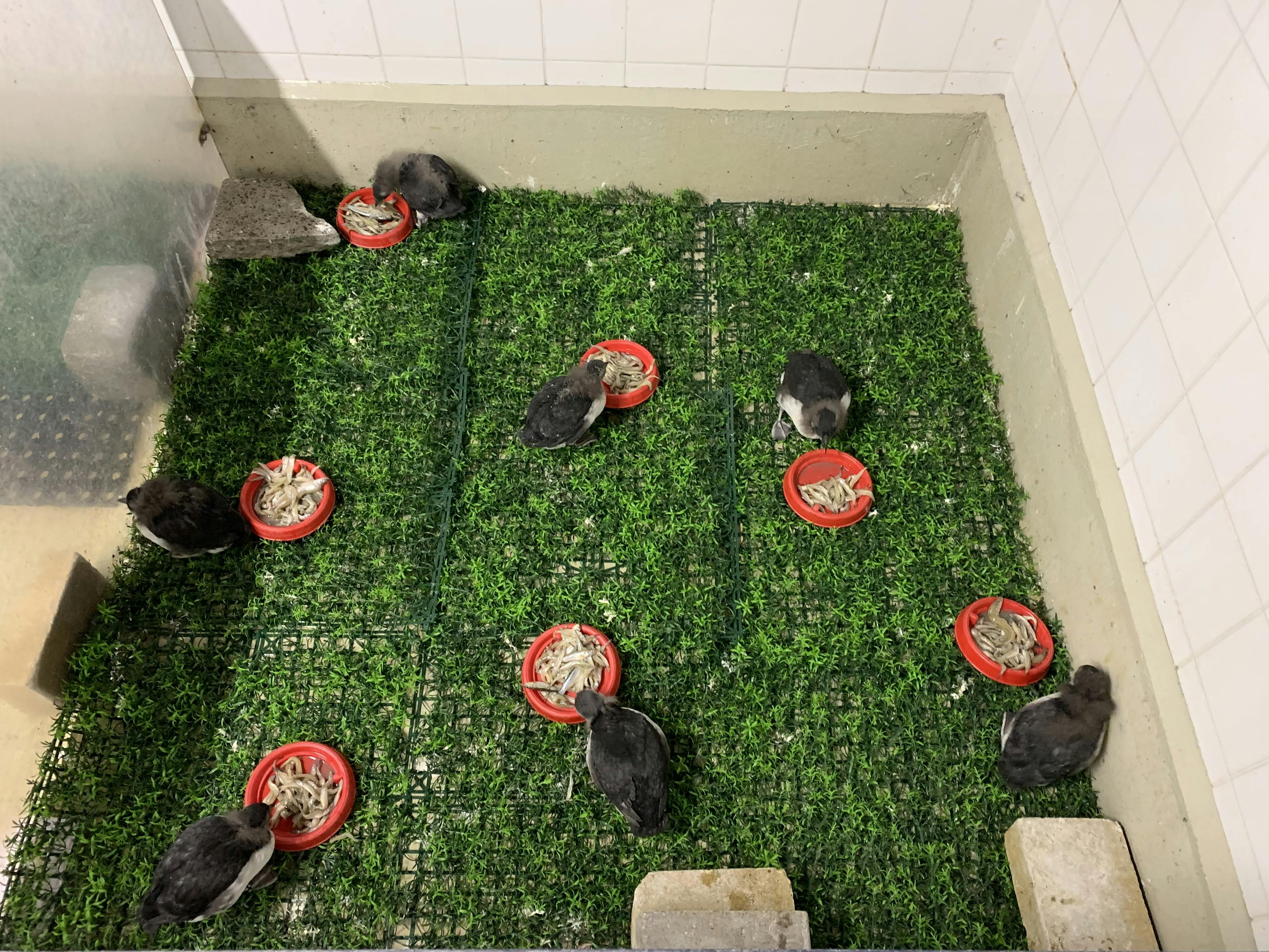 Opvang van papegaaiduikers