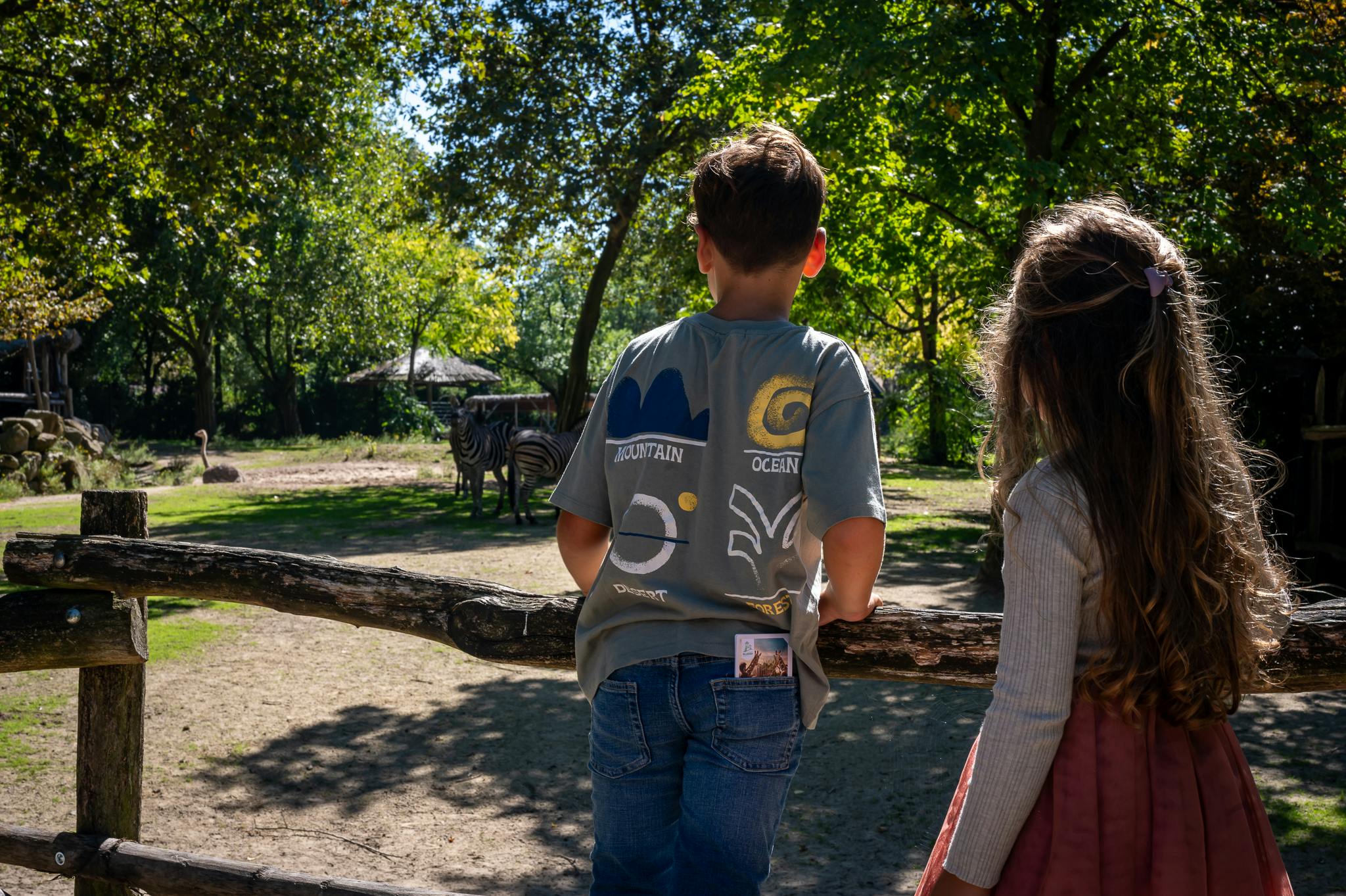 Children looking at zebras and ostriches
