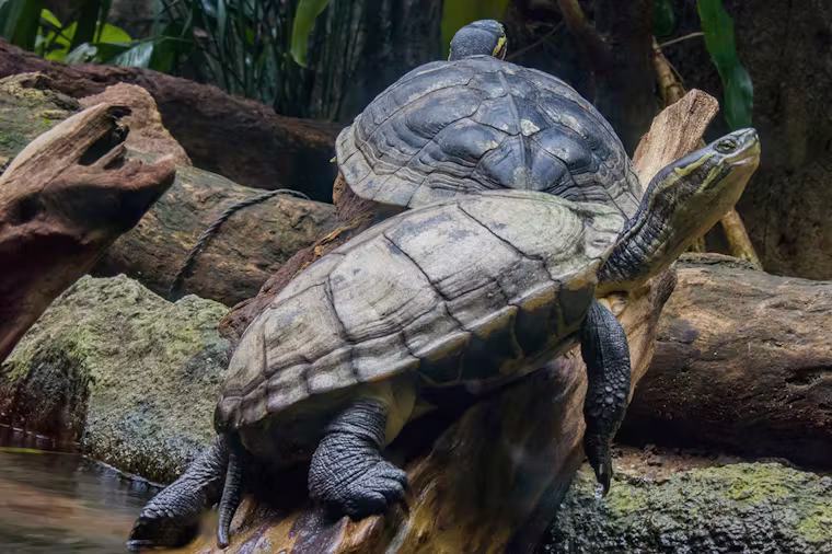 Discover the Vietnamese pond turtles at Rotterdam Zoo!