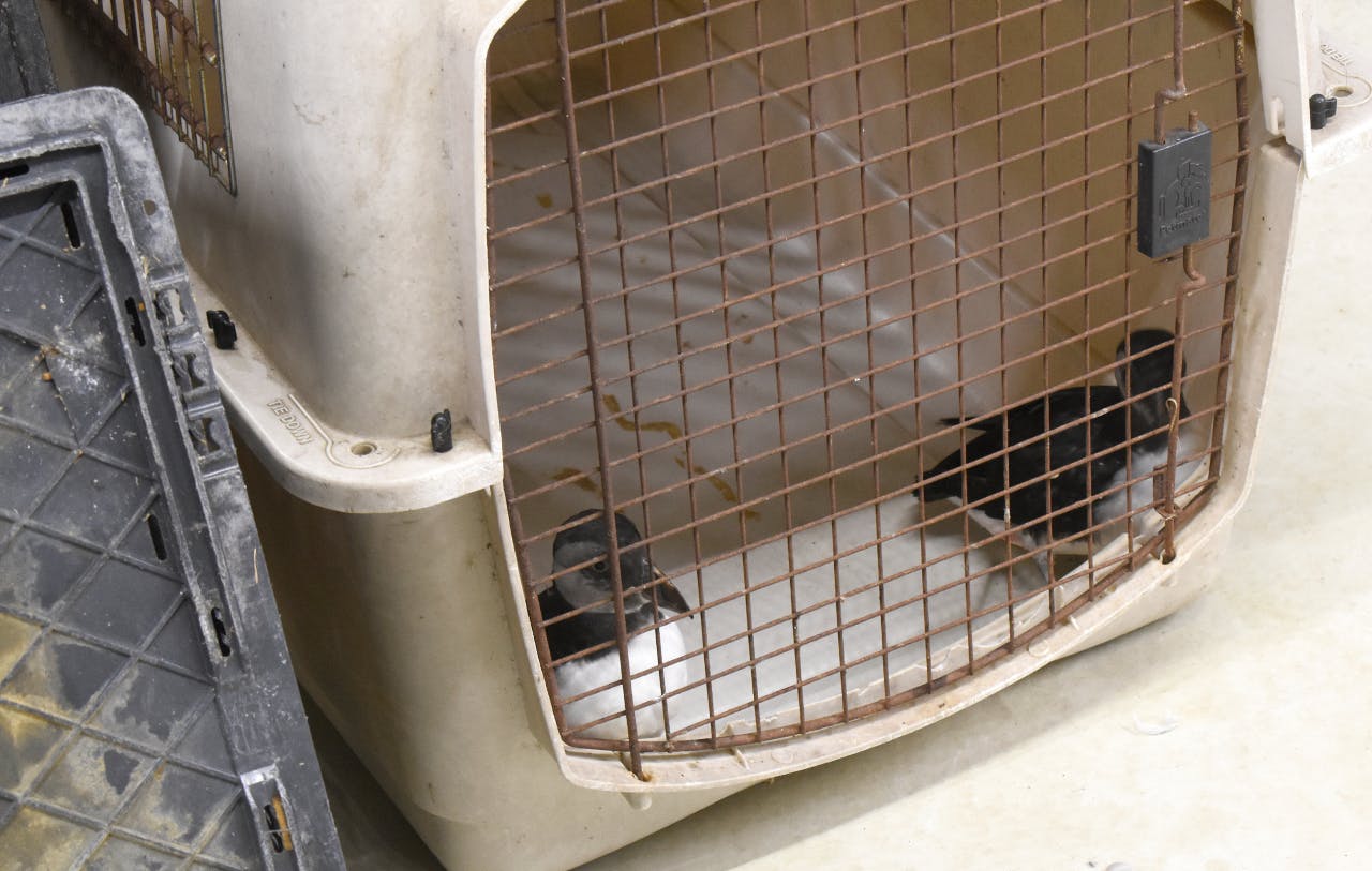 Papegaaiduikers op transport