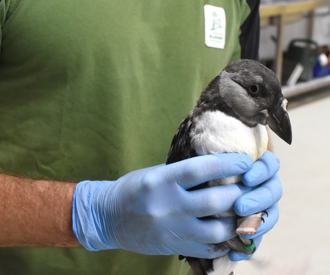 Papegaaiduiker op transport