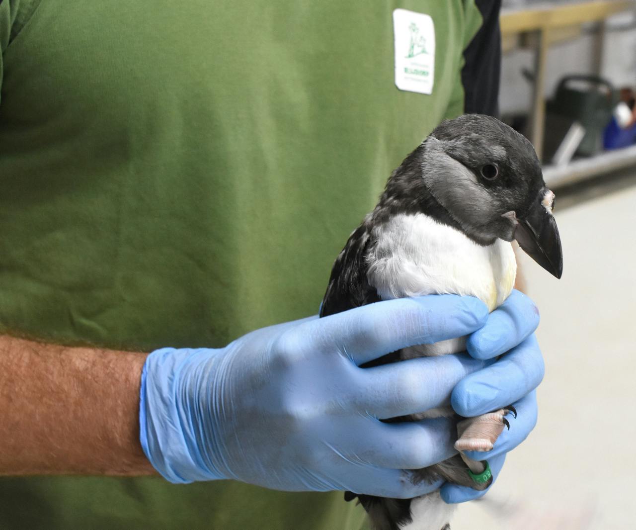 Papegaaiduiker op transport