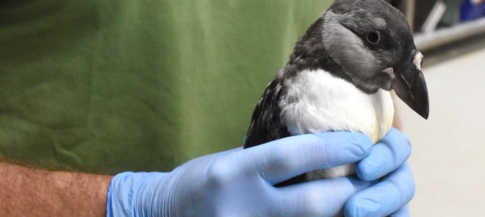 Papegaaiduiker op transport