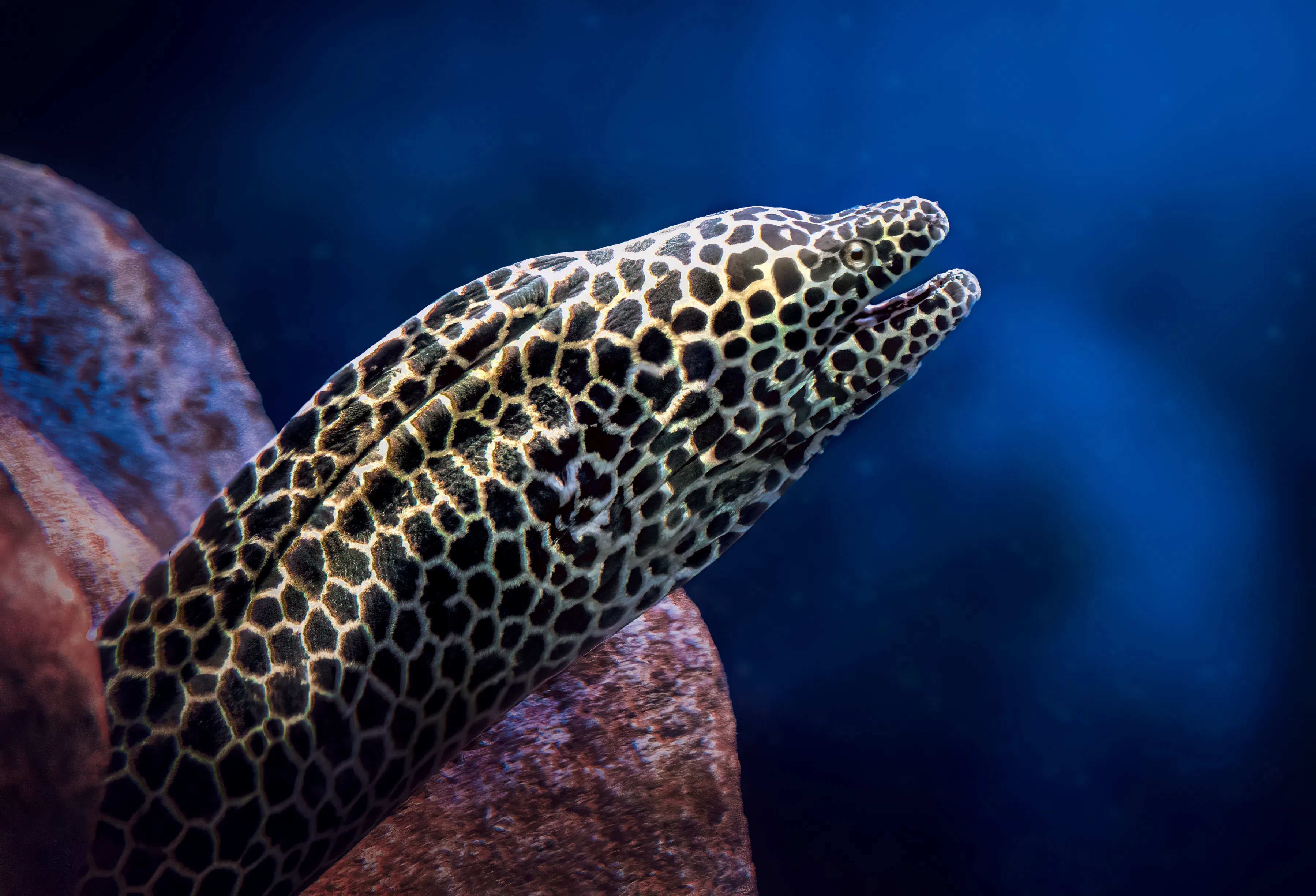 aShZLXNYClf9ni48