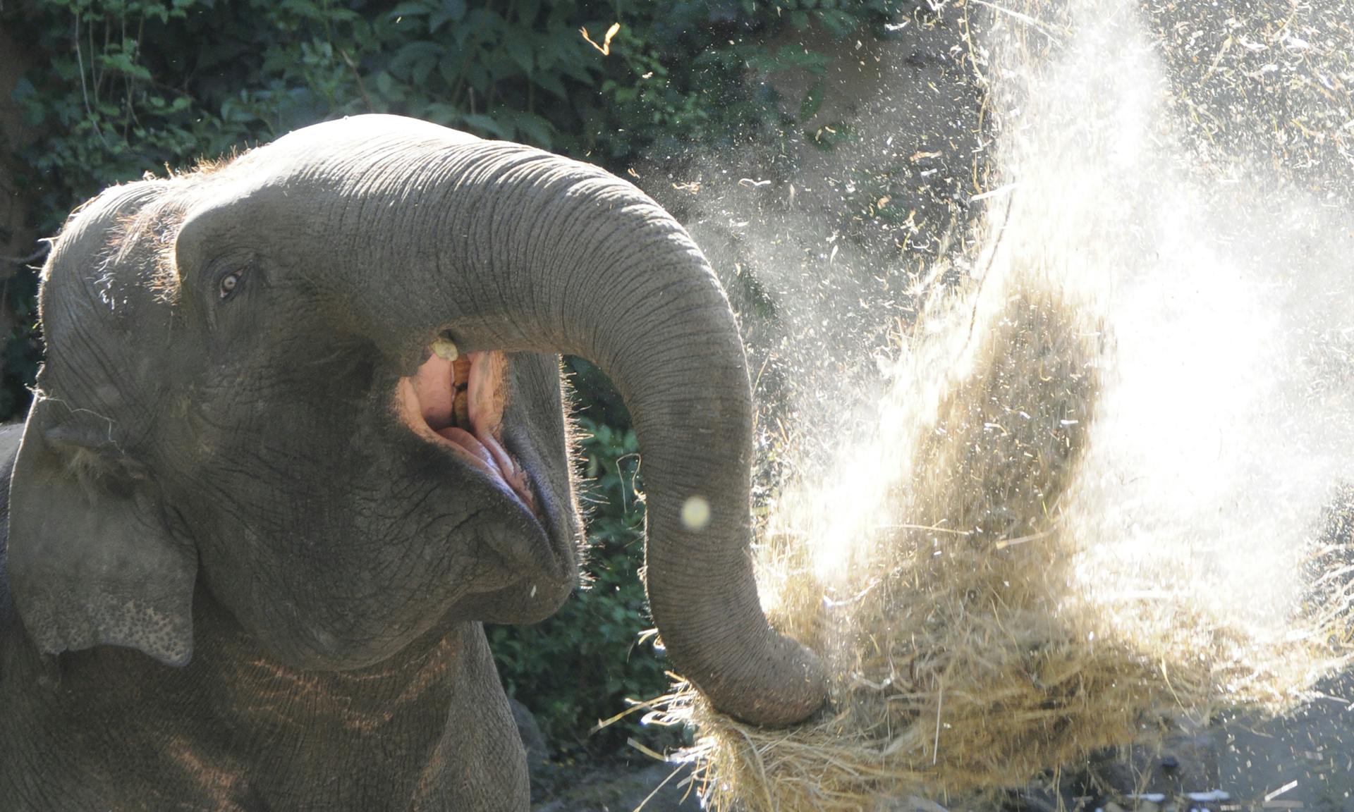Eet als een Olifant