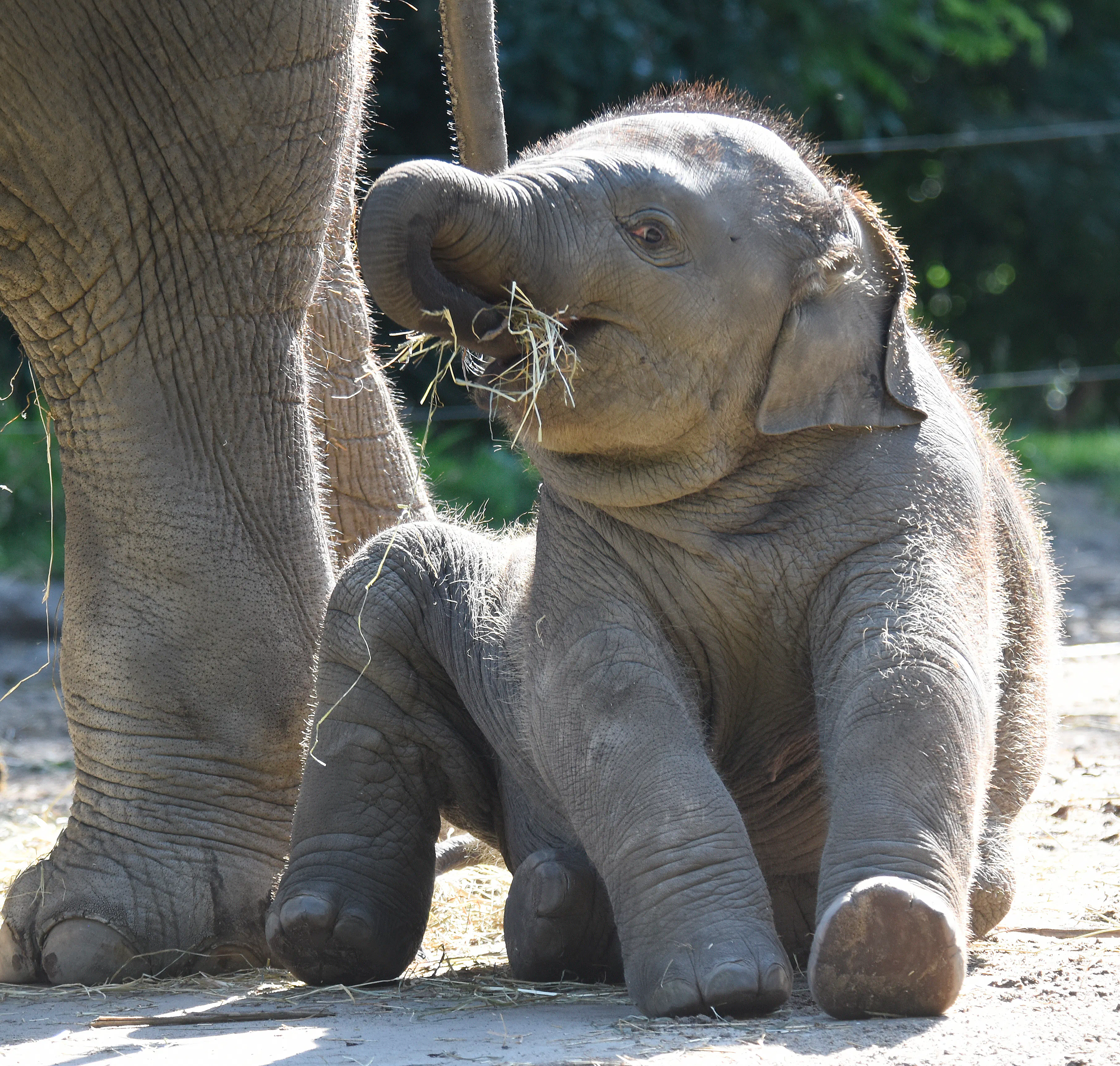 Olifant eten