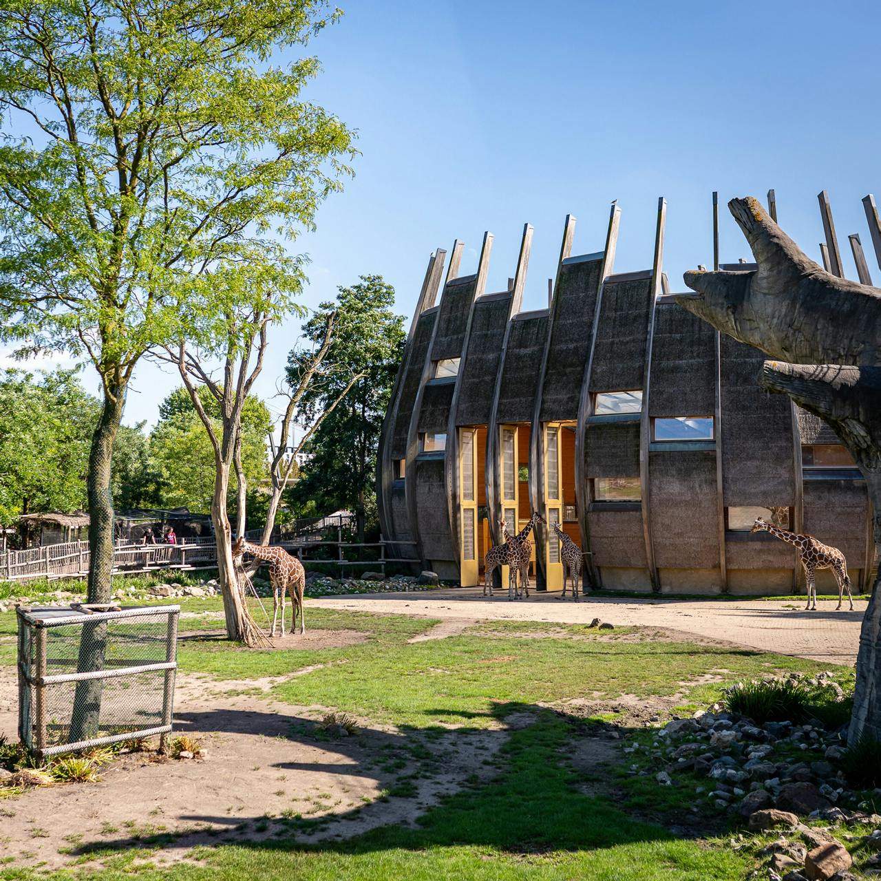 Ui, het giraffenverblijf